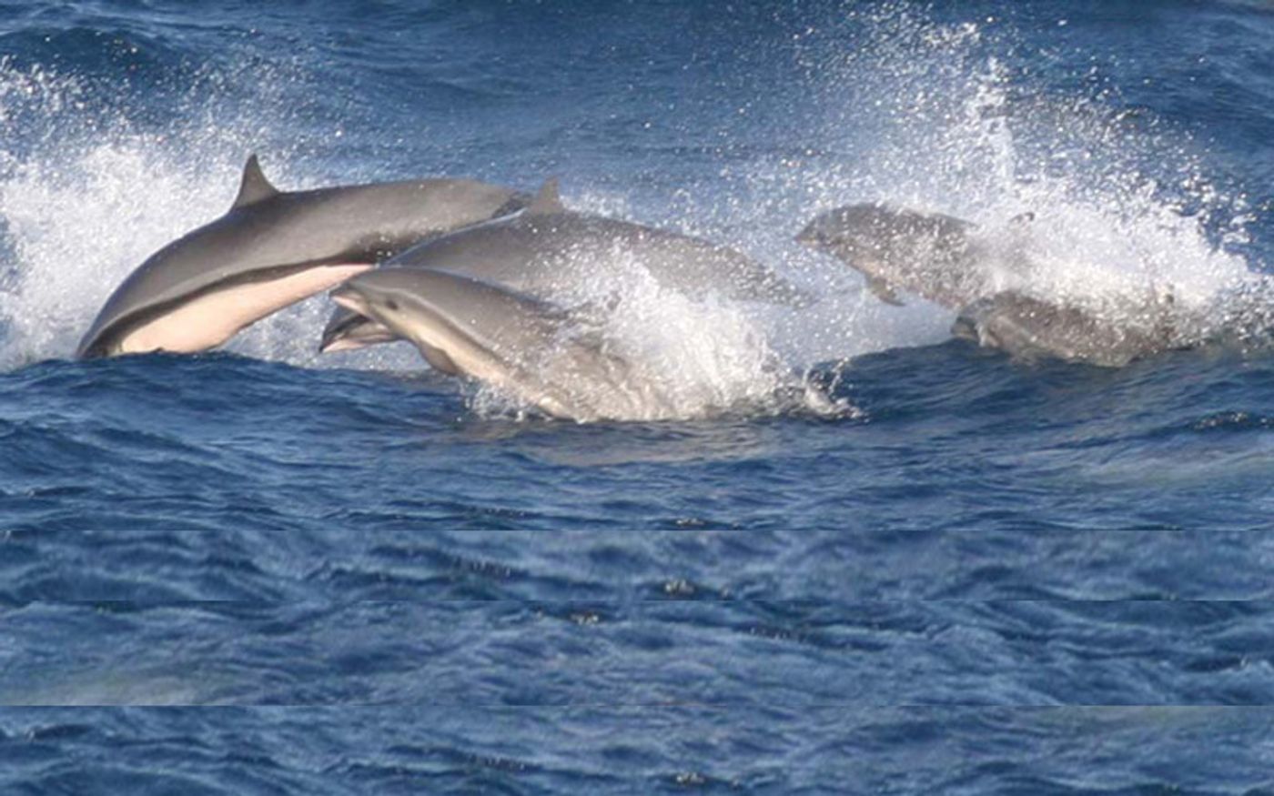 Fraser dolphins frolicking. Photo: Dolphin Facts and Information