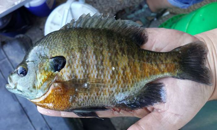 The researchers used the humble bluegill in their experiments.