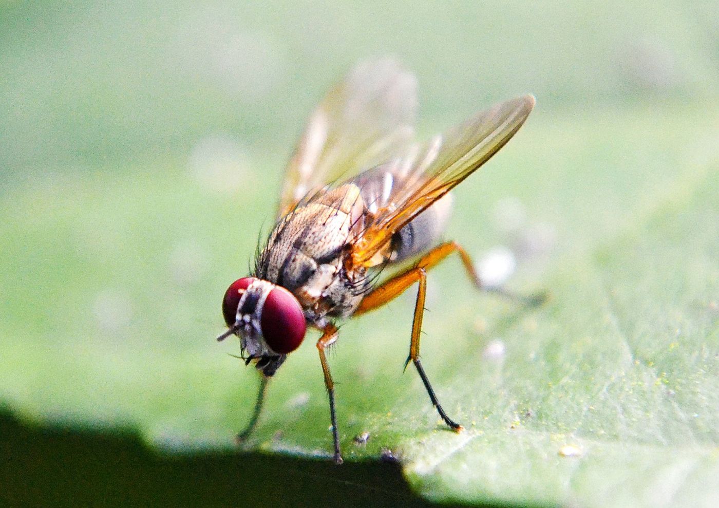 Fruit fly / Credit: Needpix