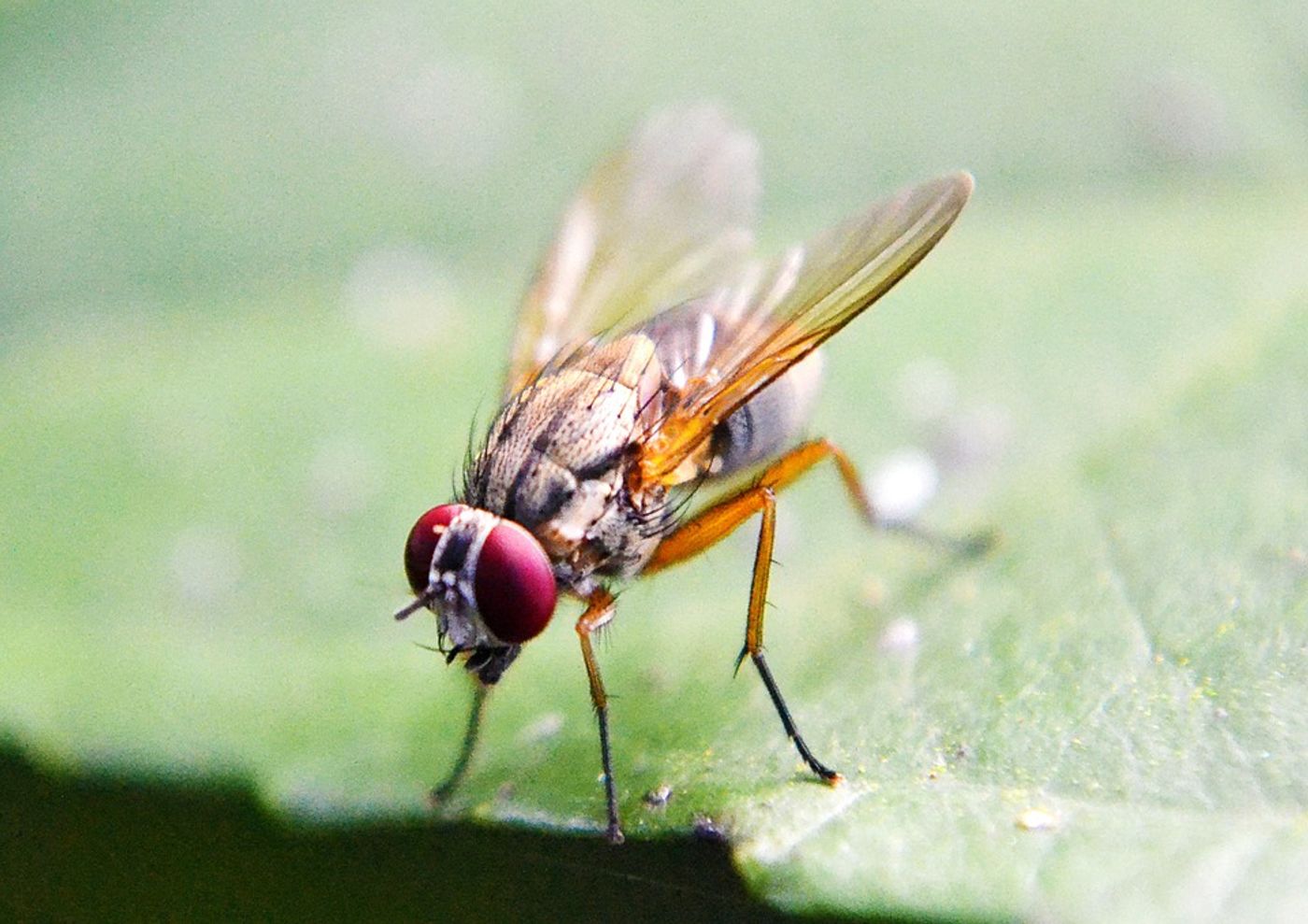 A fruit fly - Drosophila melanogaster / Image credit: Pixabay