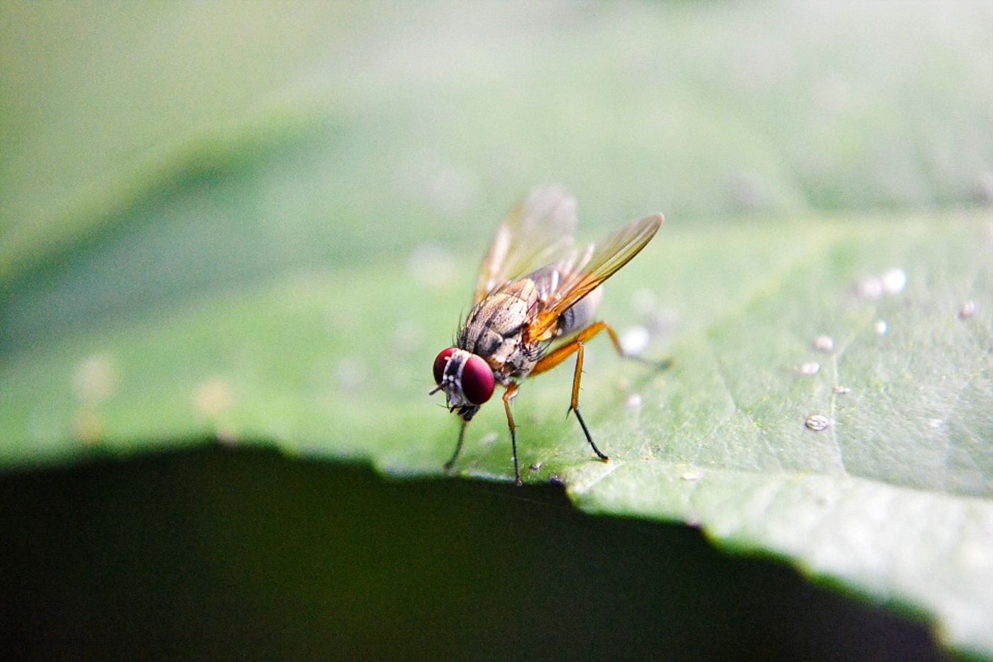 Fruit flies, a species of fly called Drosophila melanogaster, live for only 30 days.