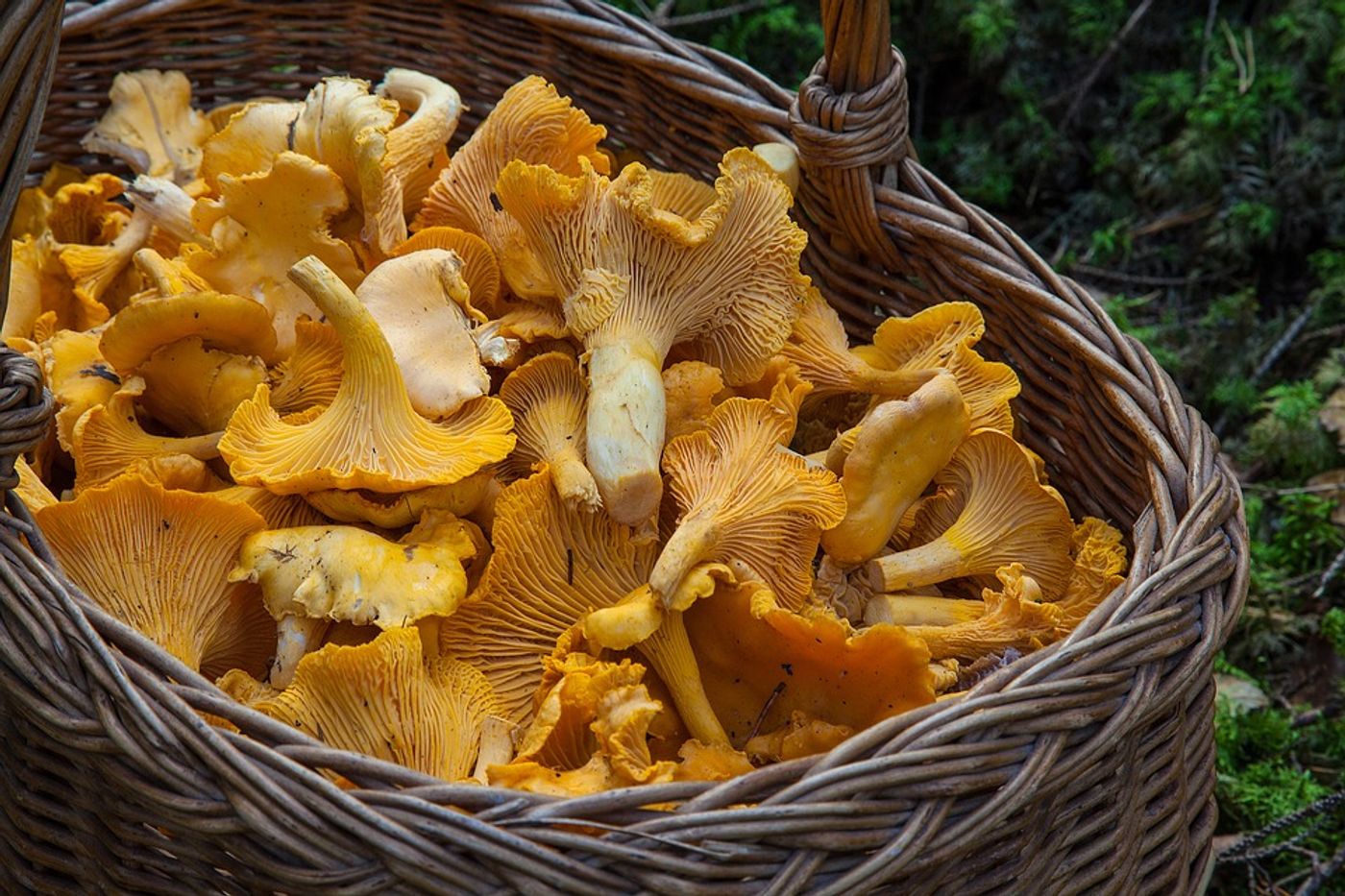 Can eating mushrooms reduce the risk of prostate cancer? Photo: Pixabay