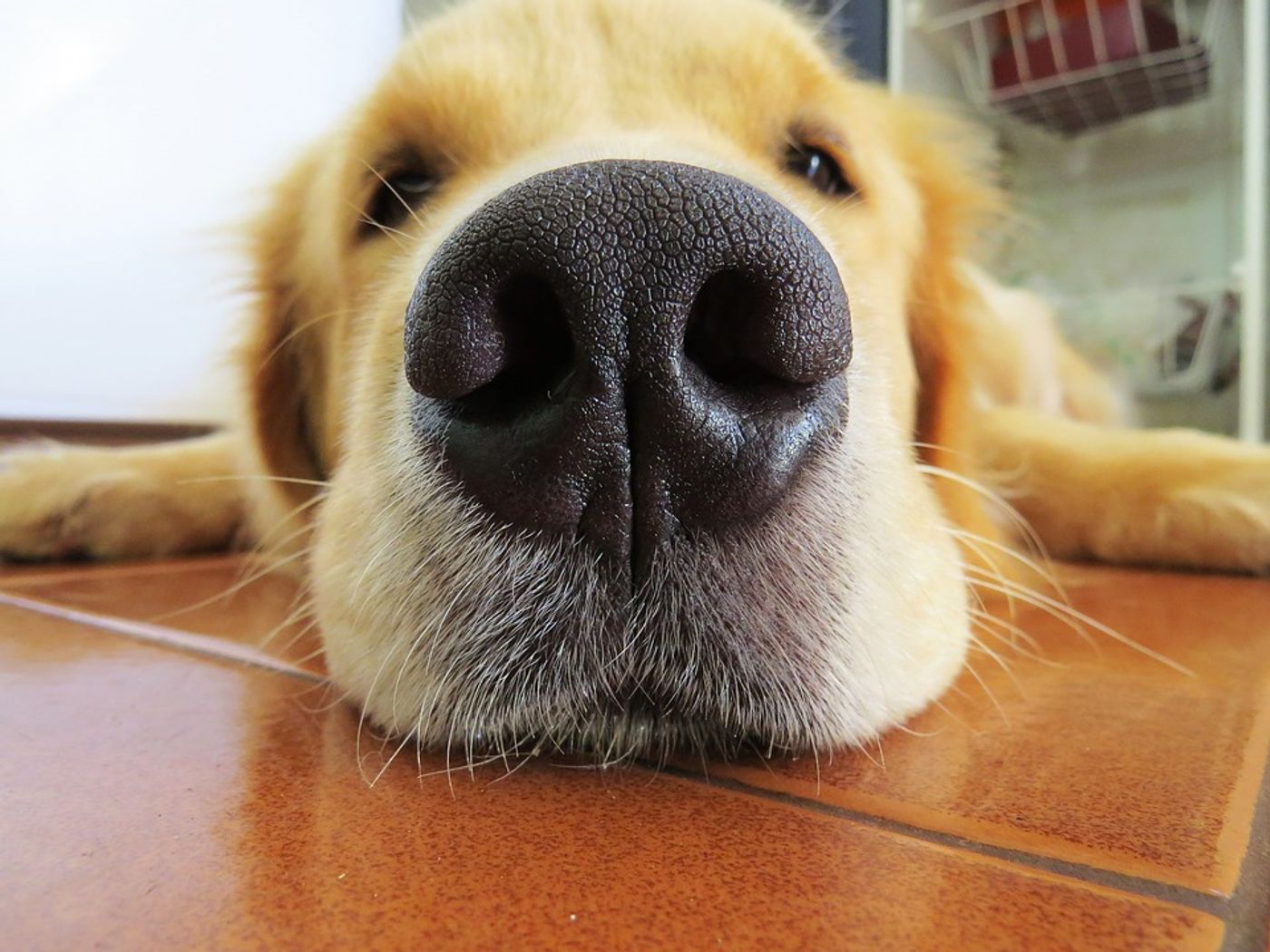 While we have known for some time that dogs' noses are capable of detecting disease, the new eNose is an entirely new concept to precision medicine. Photo: Pixabay