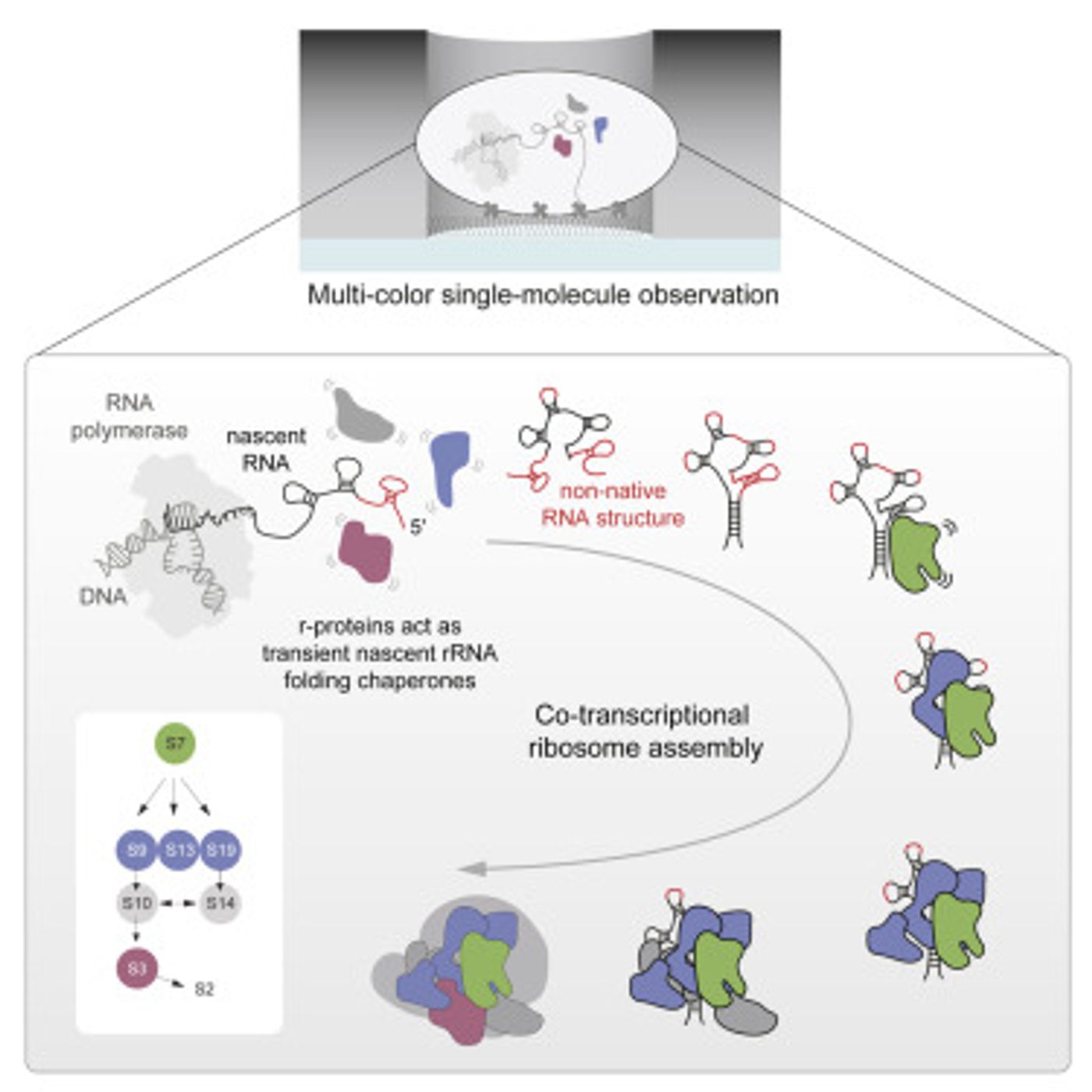 Graphical abstract from Duss et al Cell 2019