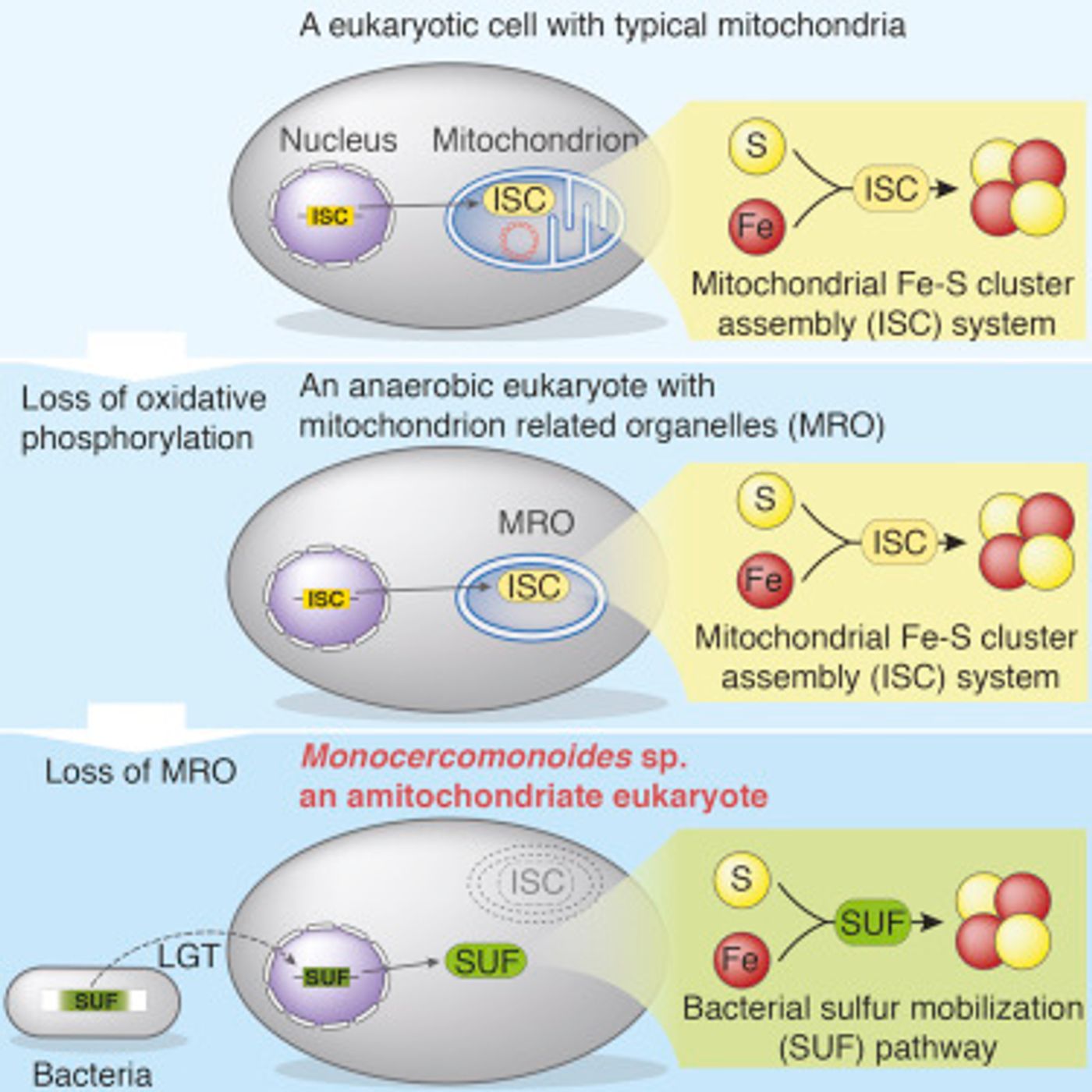 How does a cell jettison a mitochondria?