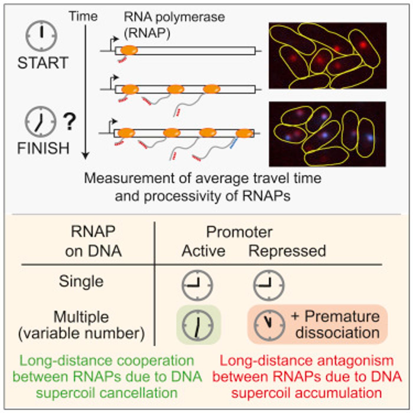 Credit: Graphical abstract Kim et al Cell 2019