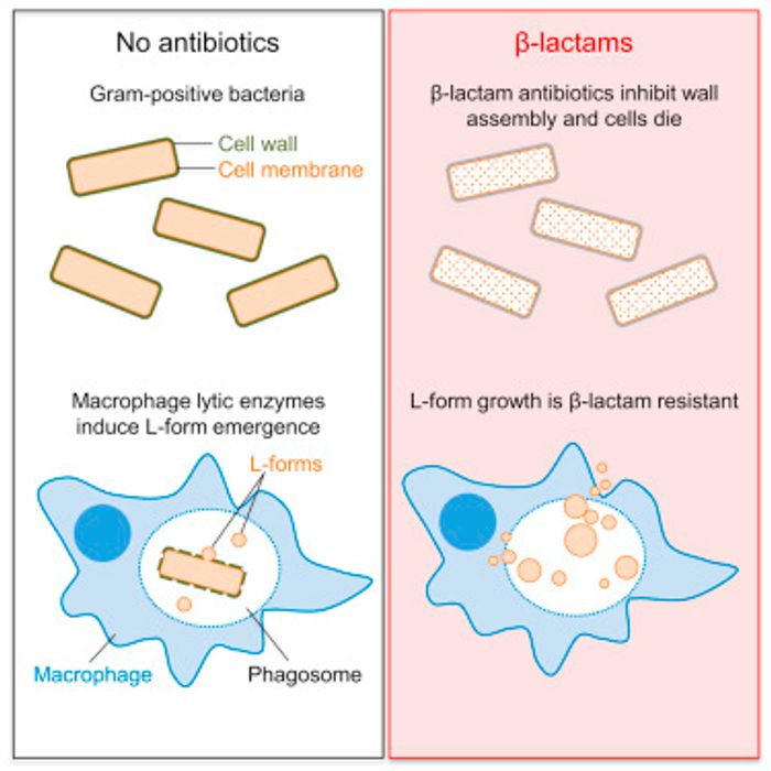 Graphical abstract from Lysozyme Counteracts β-Lactam Antibiotics by Promoting the Emergence of L-Form Bacteria, Cell, Kawai et al
