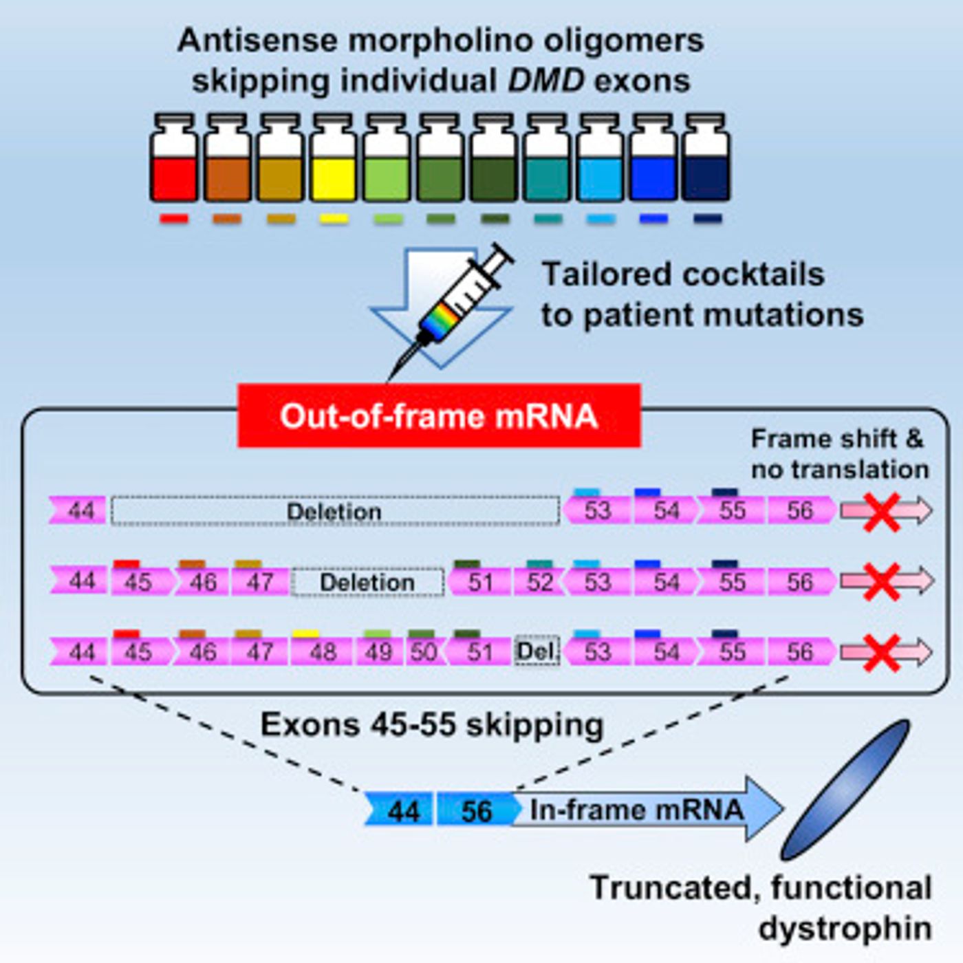 The graphical abstract from the report / Credit: Molecular Therapy 2019 Echigoya at al