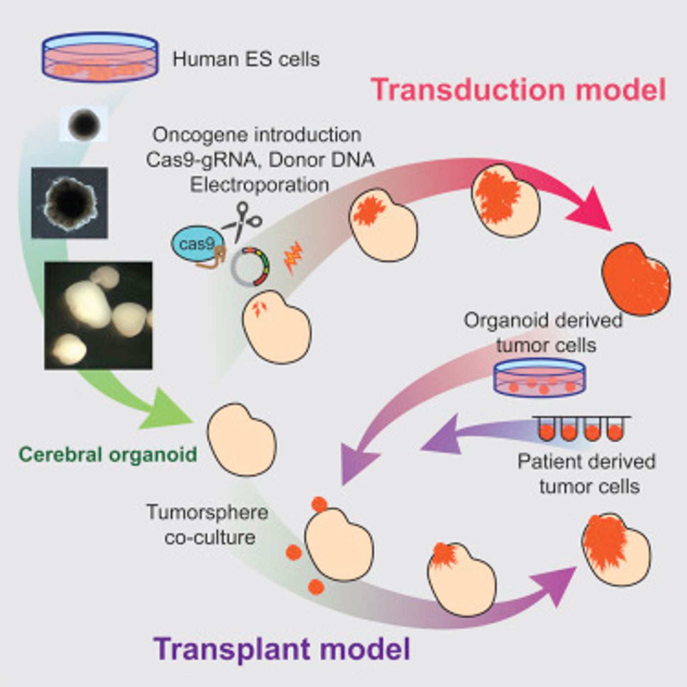 Graphical abstract Cell Reports Ogawa et al 2018