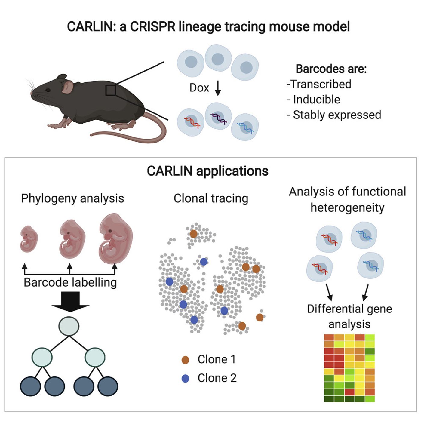 Graphical abstract, Bowling et al, Cell 2020