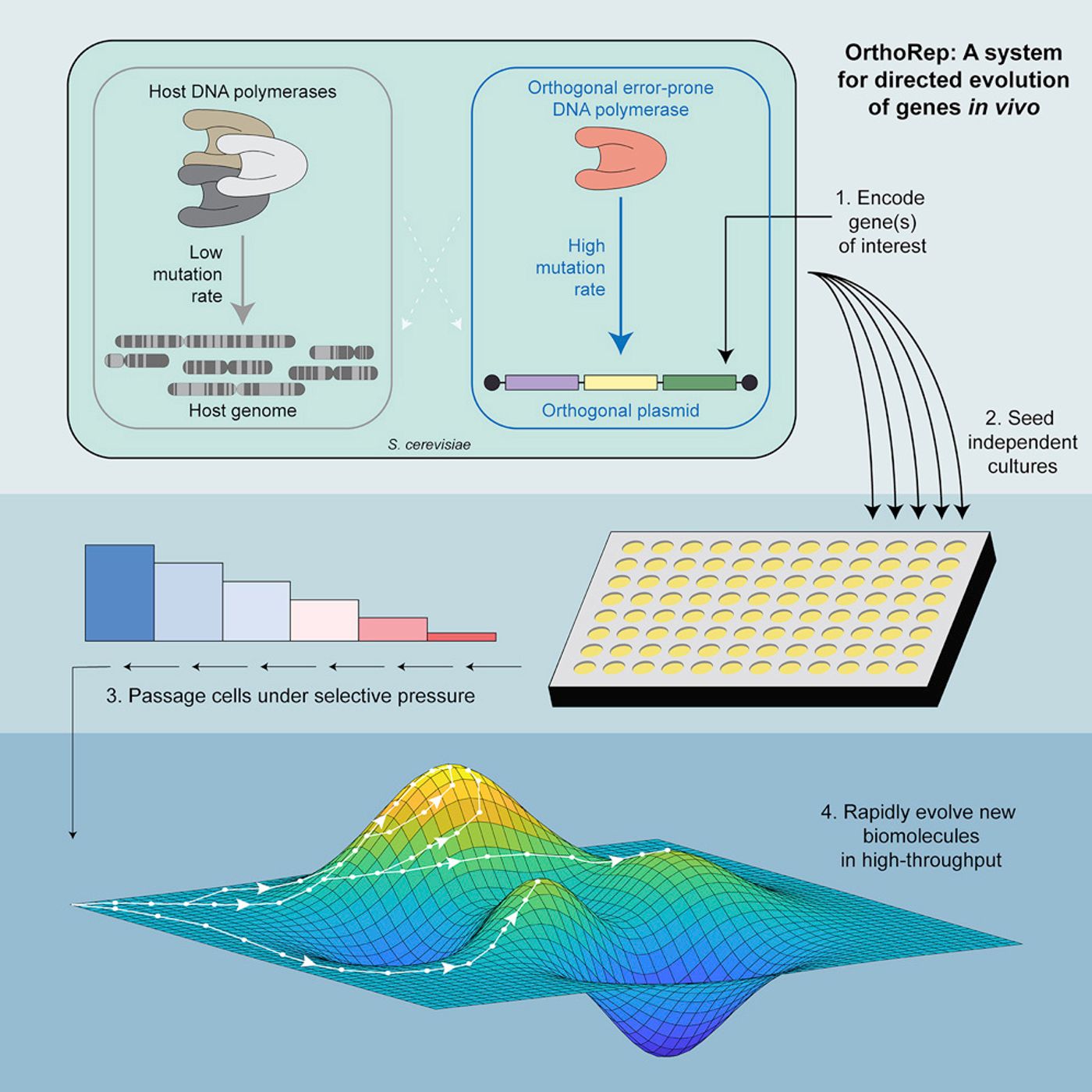 Credit: Graphical abstract from Ravikumar et al Cell 2018