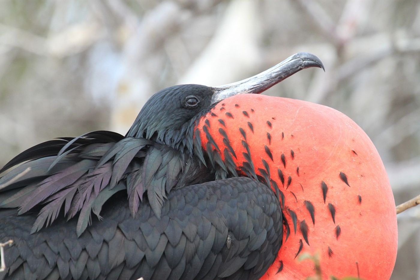 An example of a Galapagos bird, one of the organisms Darwin may have seen on his expedition