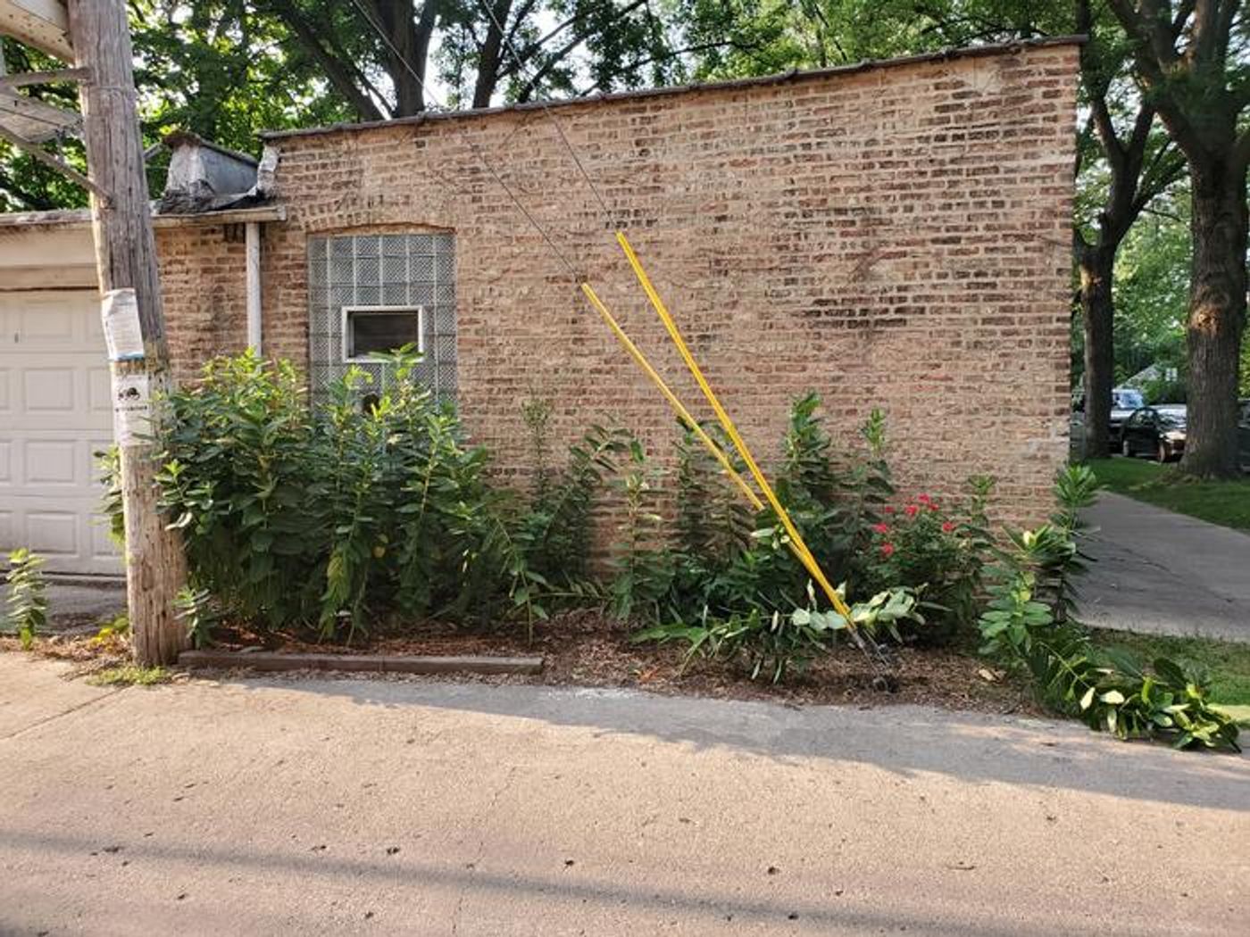 Milkweed garden in an alley behind a garage. / Credit: Imeña Valdes.