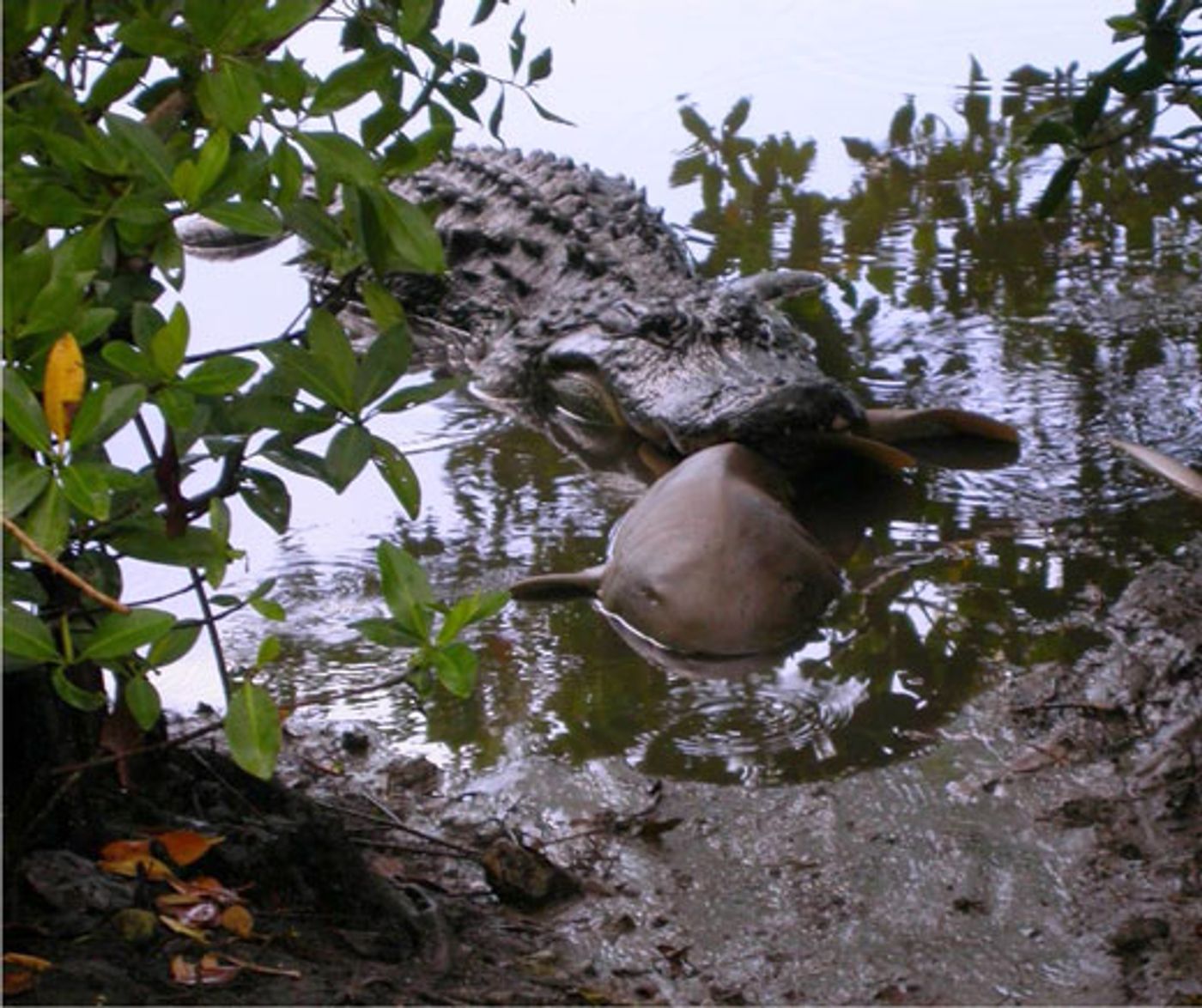 An alligator is shown with a juvenile shark in its jaws.