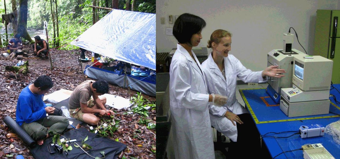 L: Endro Setiawan and Acun Hery Yanto prepare collections at Riam Berasap, Gunung Palung Nat Park. R: Rani Asmarayani and Gillian Dean in the Molecular Systematics Lab at the Herbarium Bogoriense, LIPI. CREDIT Campbell O. Webb