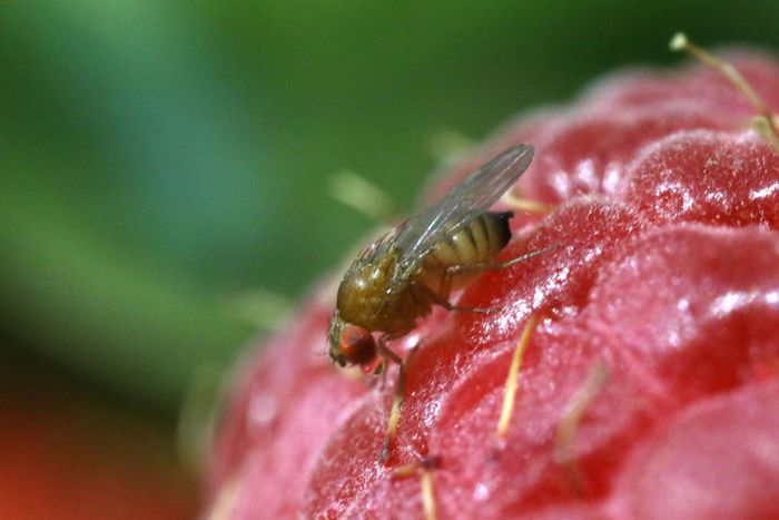 In the past 10 years, the invasive fruit fly known as the spotted-wing drosophila (Drosophila suzukii) has caused millions of dollars of damage to berry and other fruit crops. / Credit: Michelle Bui, UC San Diego