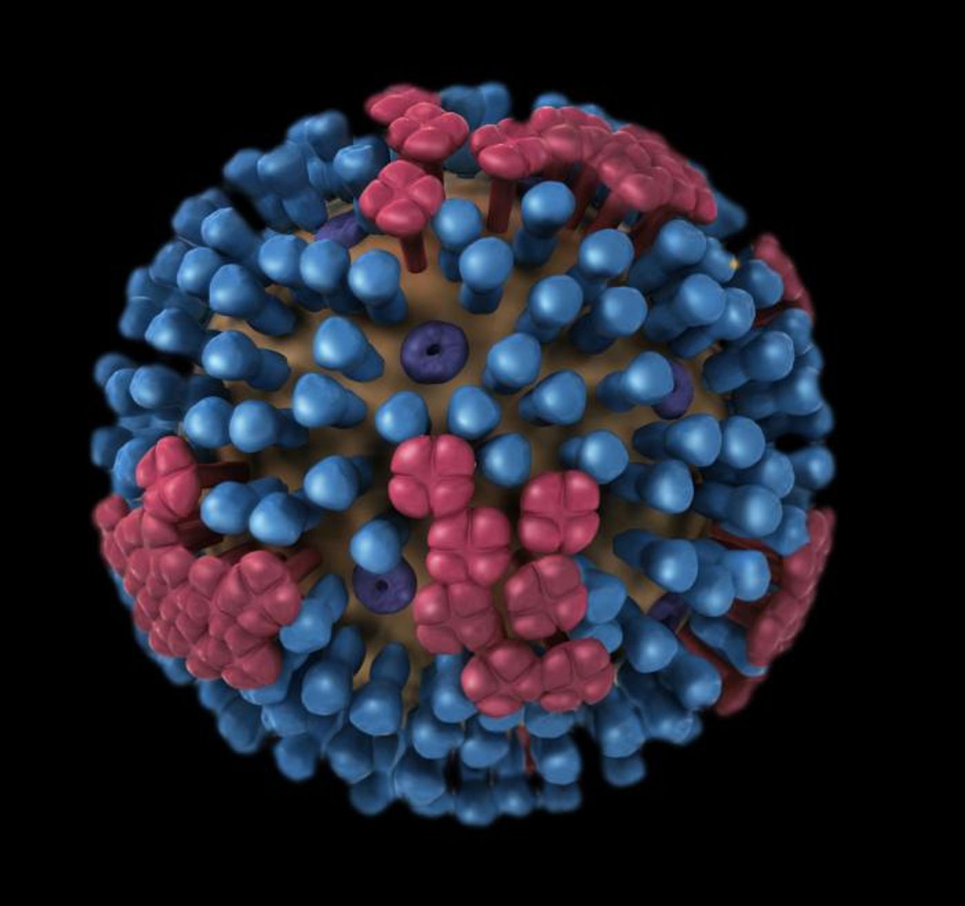A 3D graphical illustration representing a generic influenza virion's ultrastructure / Credit: CDC/ Douglas Jordan