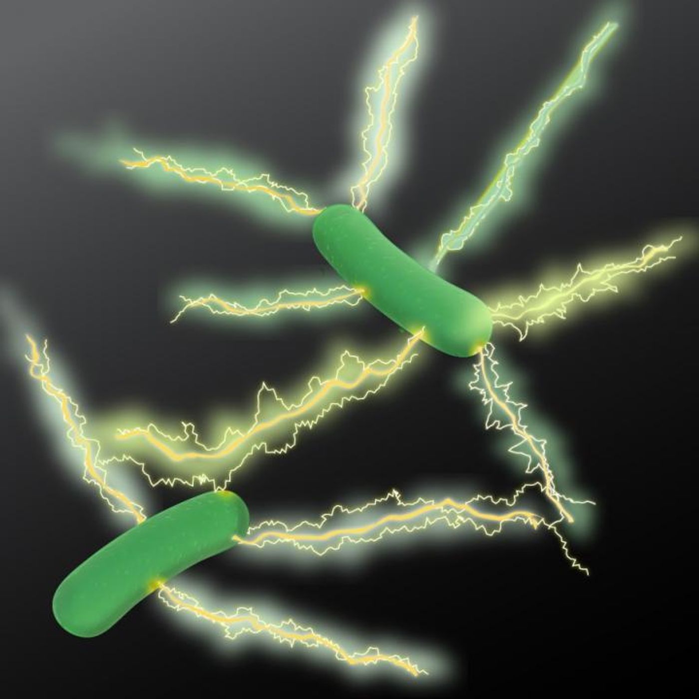 Microbiologist Derek Lovley and colleaugues at UMass Amherst report finding electrically conducting pili or 'e-pili' in more bacteria species than just the original Geobacter discovery he made 30 years ago. / Credit: UMass Amherst