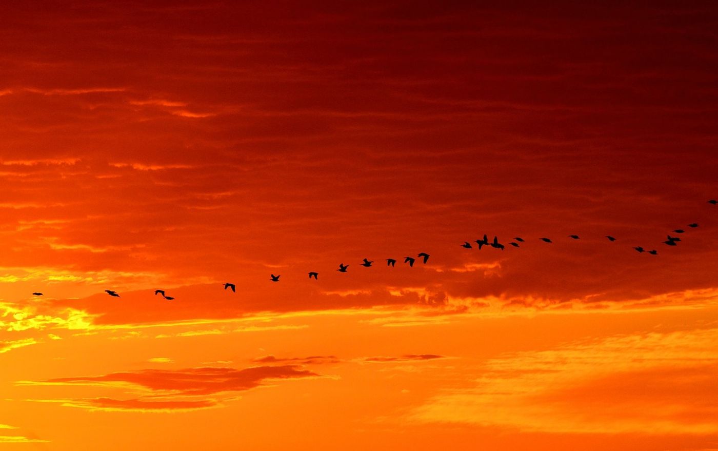 Migrating geese.