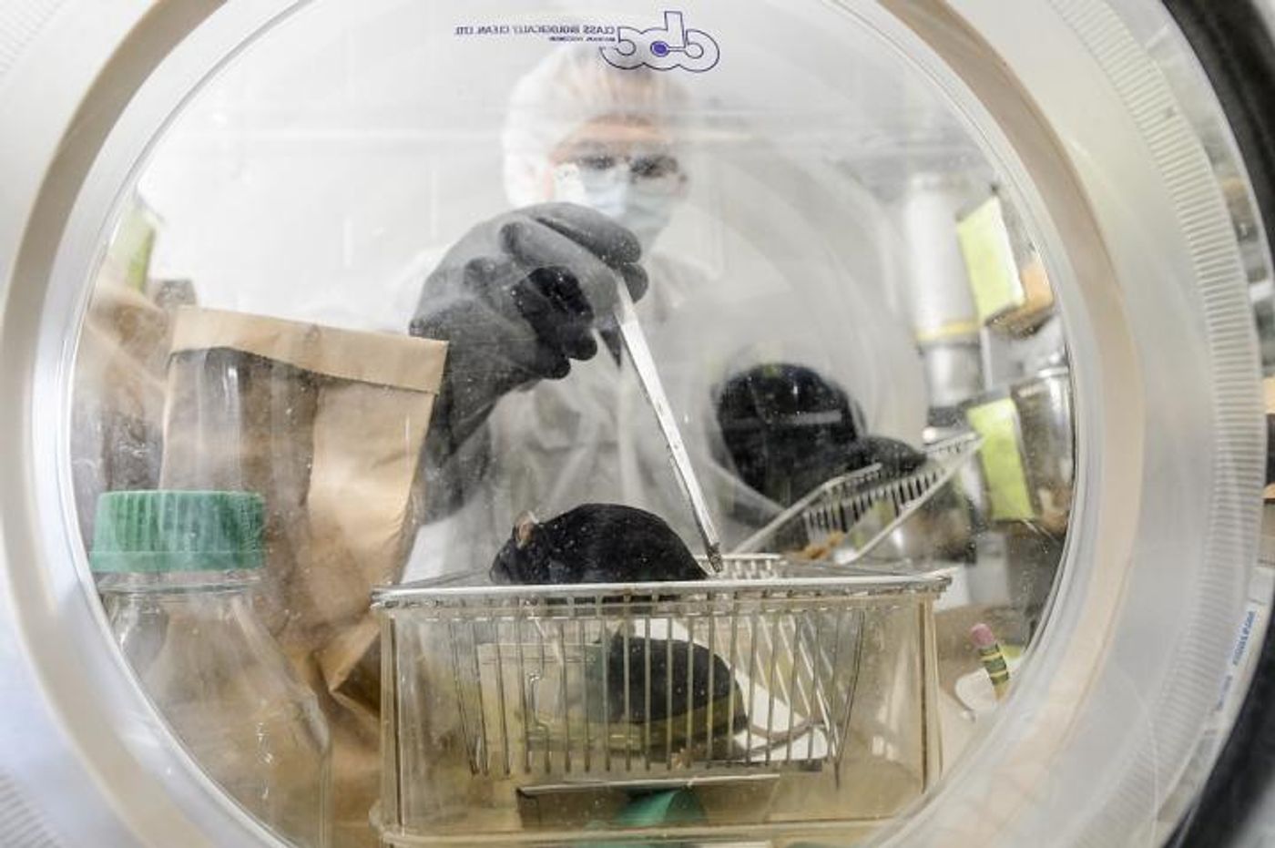 Nacho Vivas, lab manager at the Rey Lab in the Bacteriology Department at the University of Wisconsin-Madison, checks on a group of germ-free mice inside a sterile lab environment on June 22, 2015. / Credit: Bryce Richter/UW-Madison