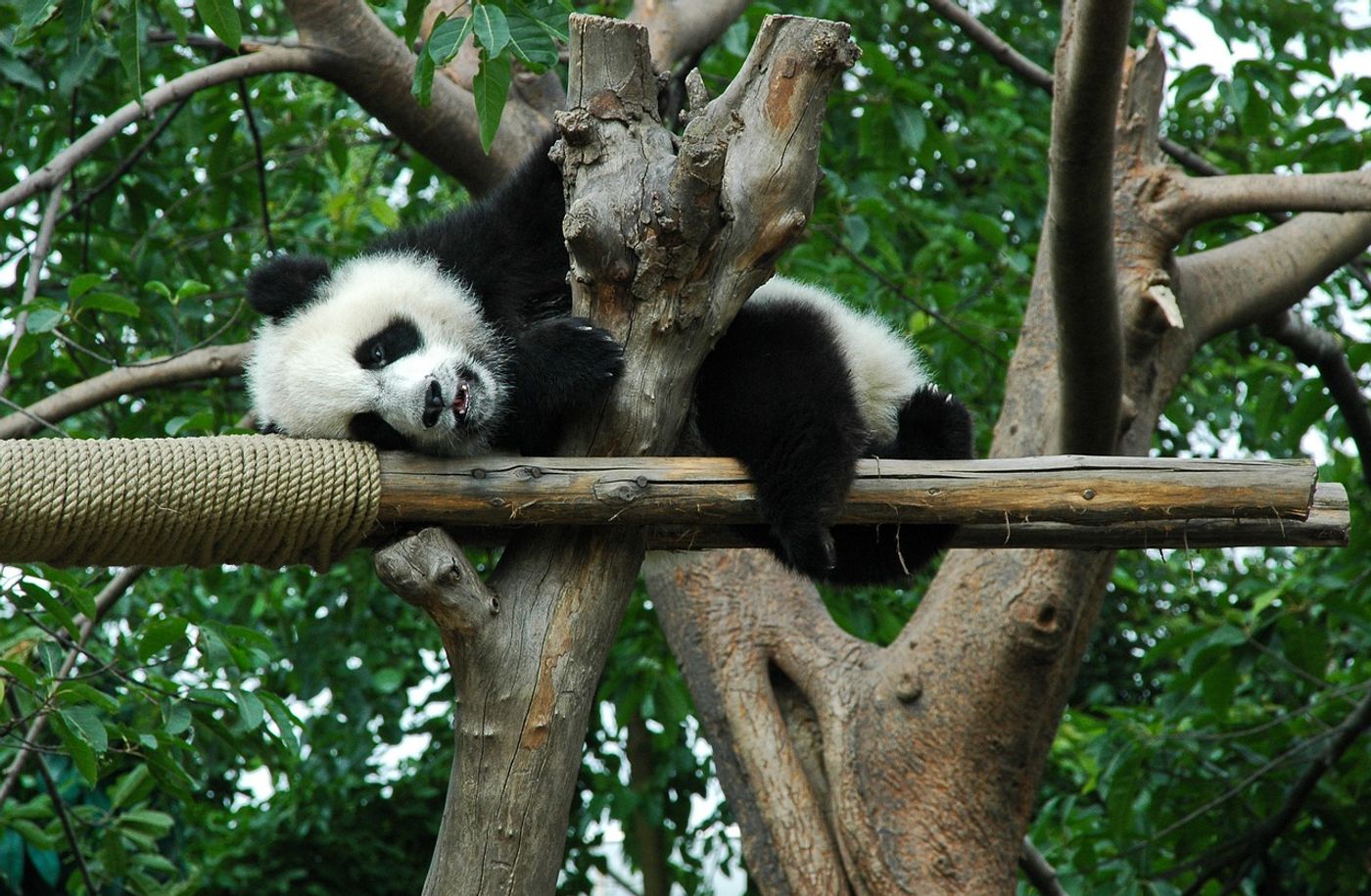 An exhausted giant panda rests in a tree.