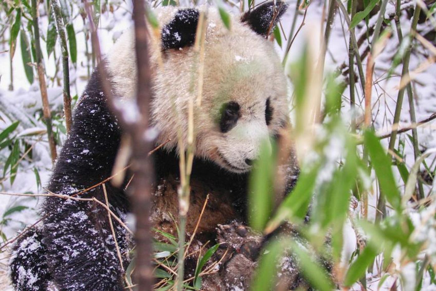 A giant panda is seen eating bamboo.