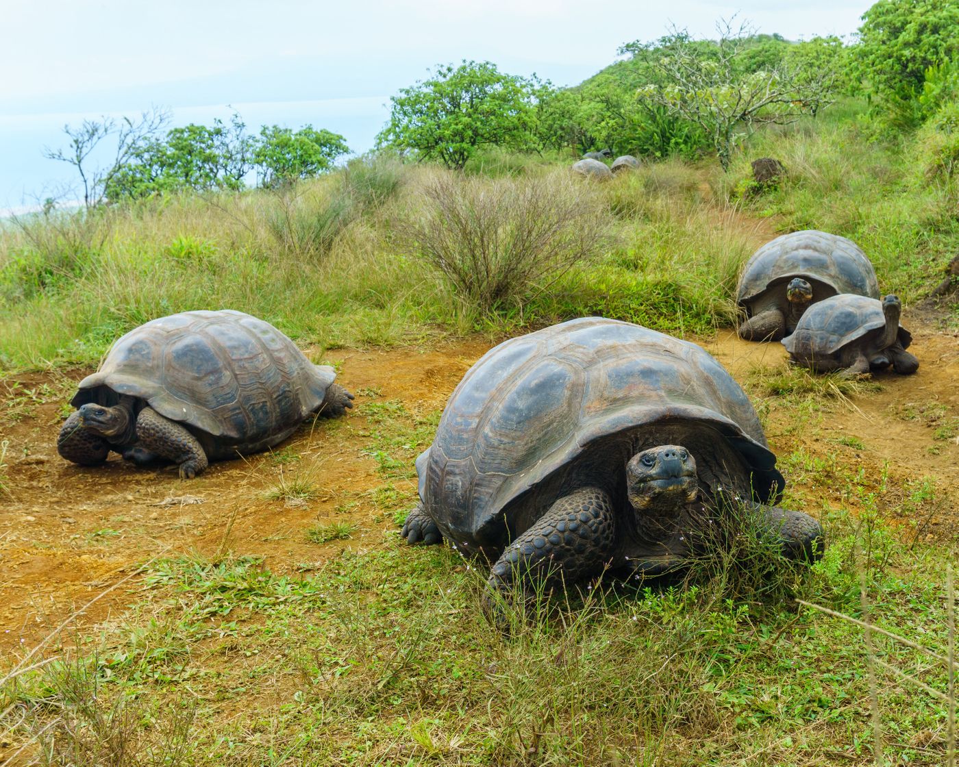 The Galapgaos giant tortoise, as photographed by the study's lead author.