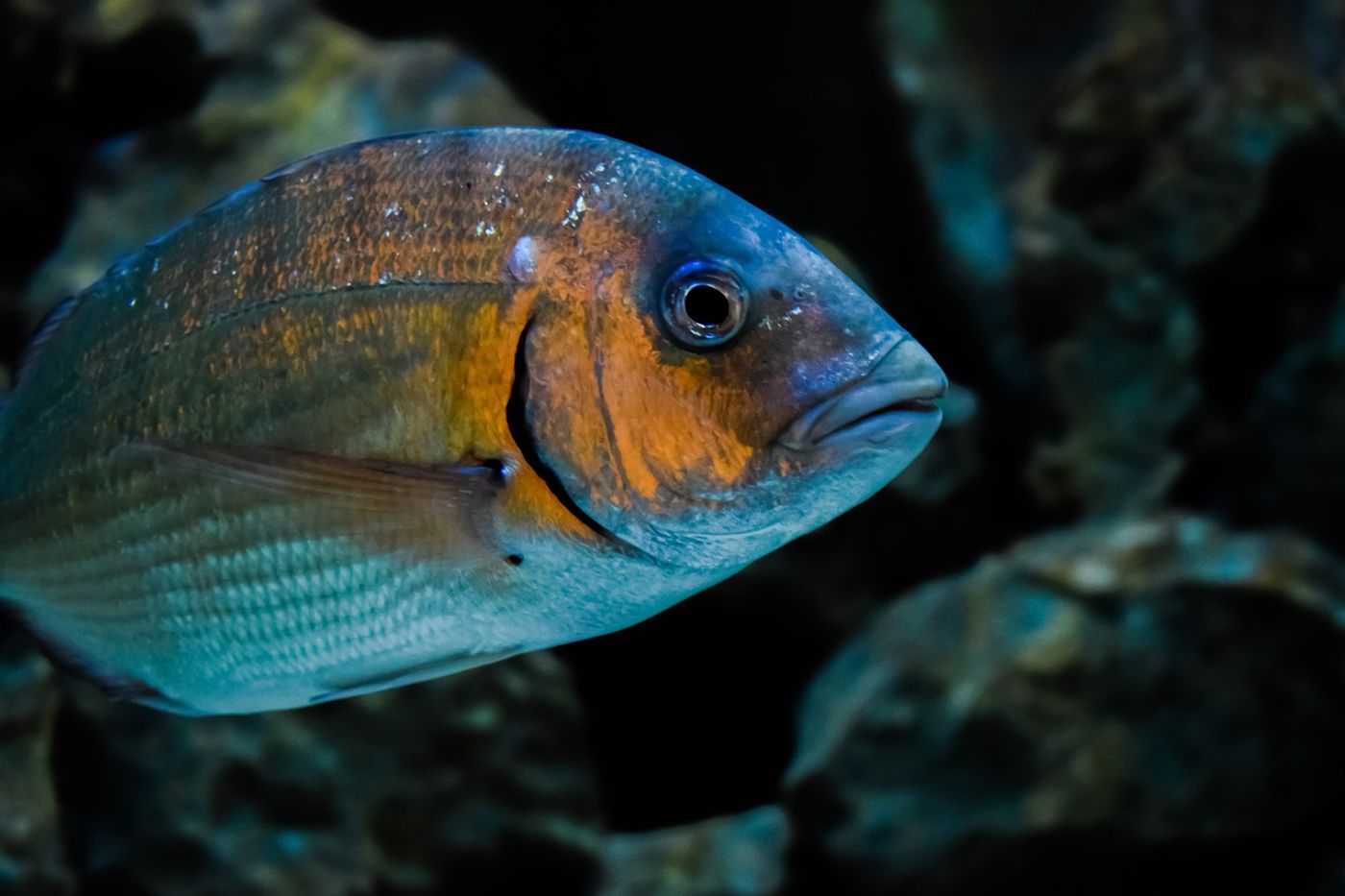 Researchers have discovered evidence of convergent evolution in fish throughout Australia.