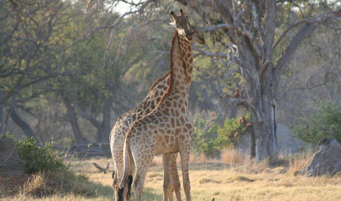 The IUCN now says that the giraffe has seen a 40% population decline over the last 30 years.