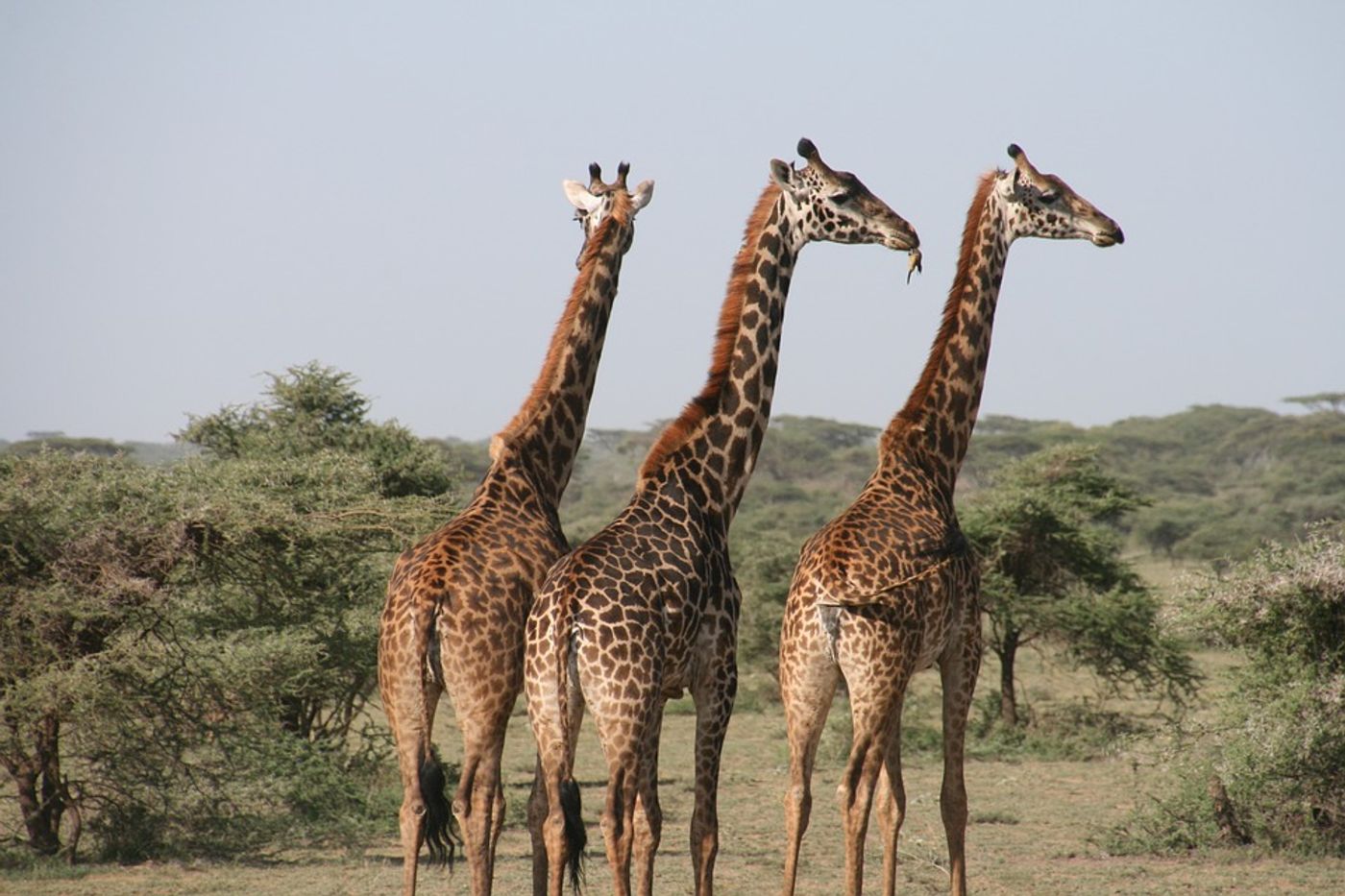 Giraffes in their natural habitat (not at the park).