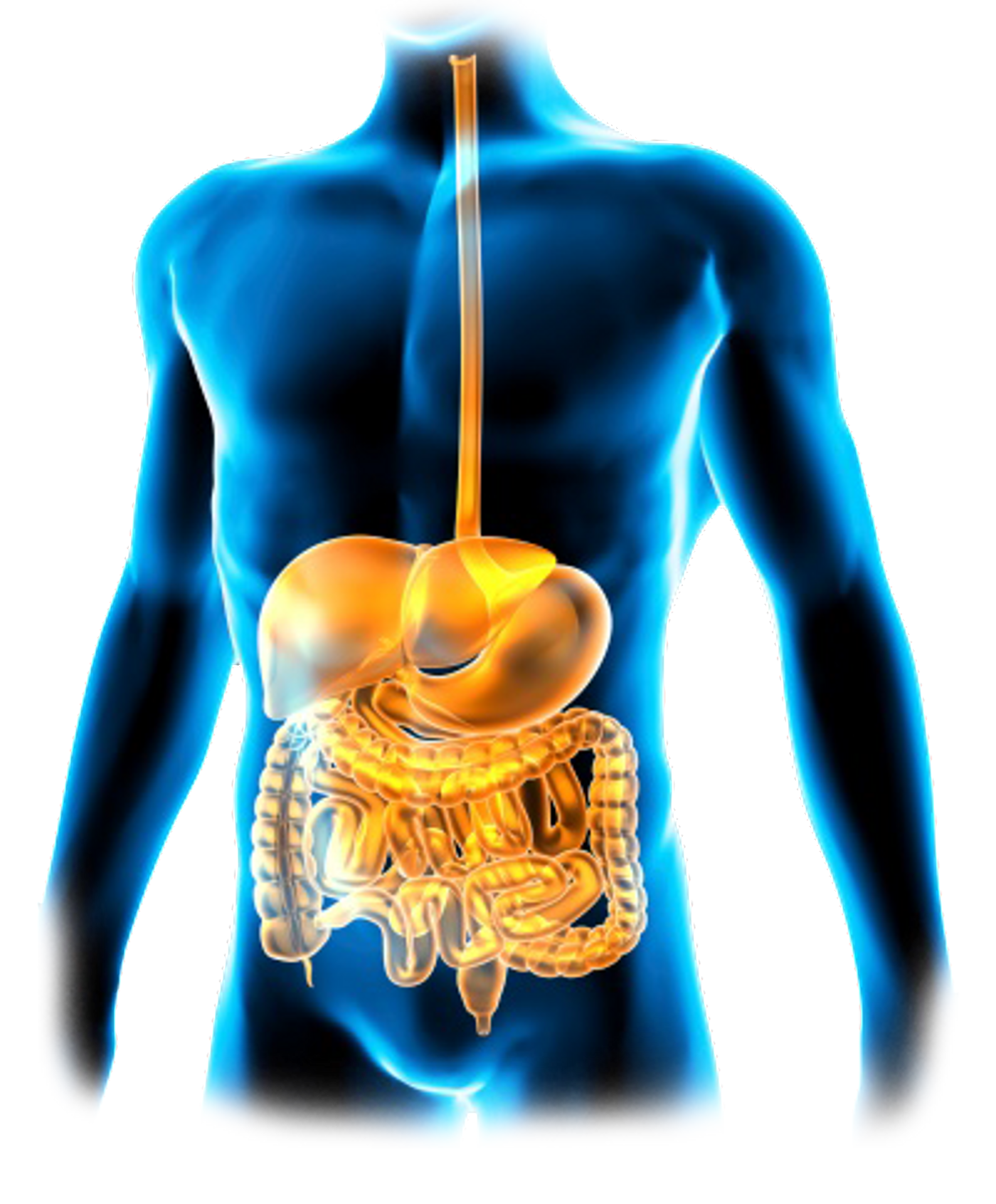 The GI tract is the pathway food takes from the mouth to the intestines where the nutrients are extracted for the needs of the body. Credit: Gastroenterology Associates of the Piedmont, PA