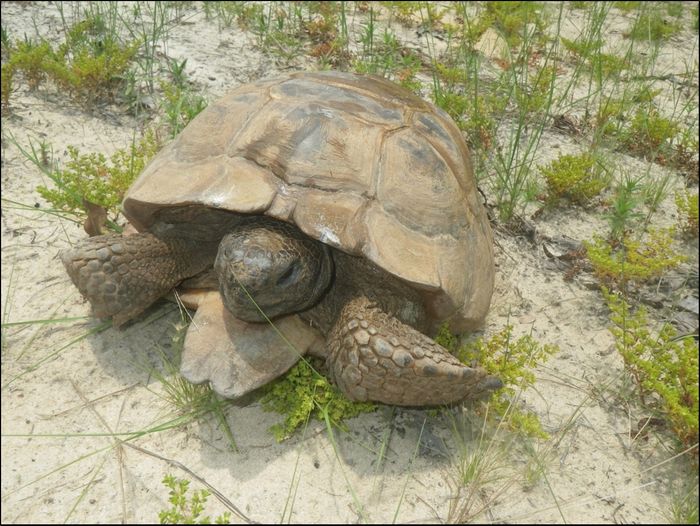 Head-starting is a proven method for gopher tortoise conservation, but can we make it more effective?
