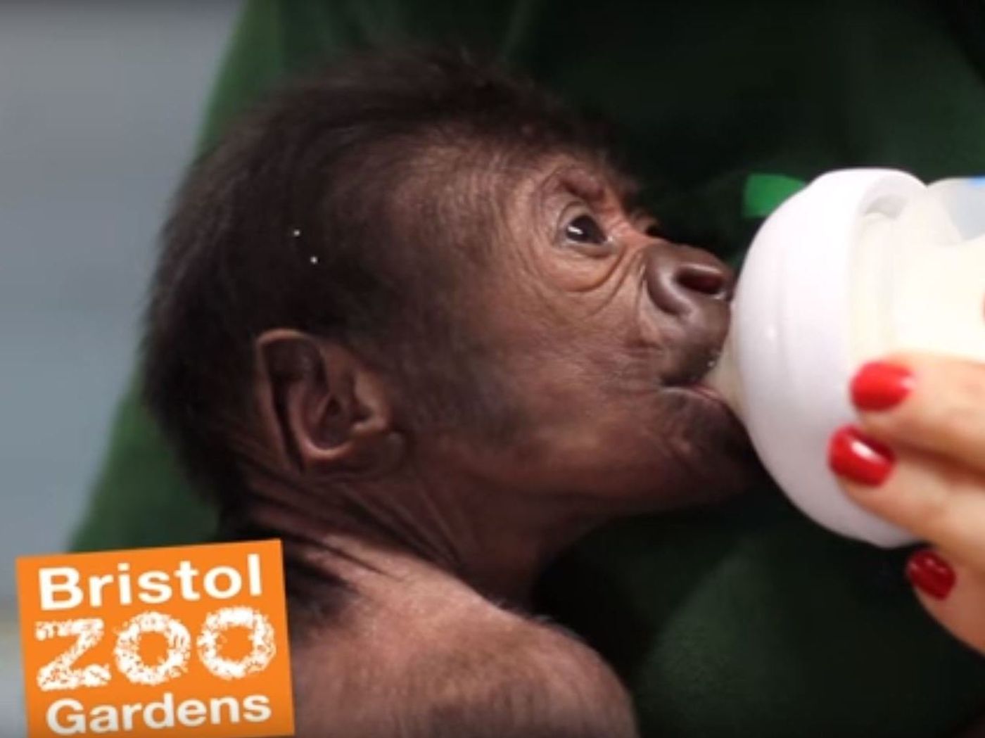 A baby Western lowland gorilla was born via C-section in Bristol Zoo this month.