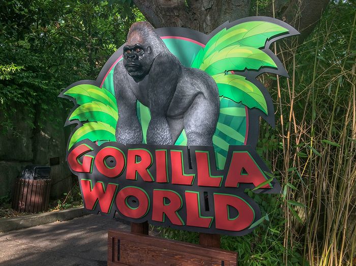 Gorilla World in Cincinatti Zoo will re-open next week.