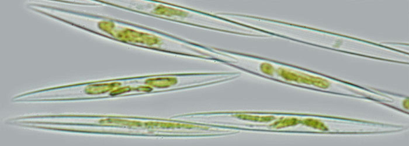 Pseudo-nitzschia produce the neurotoxin domoic aci.