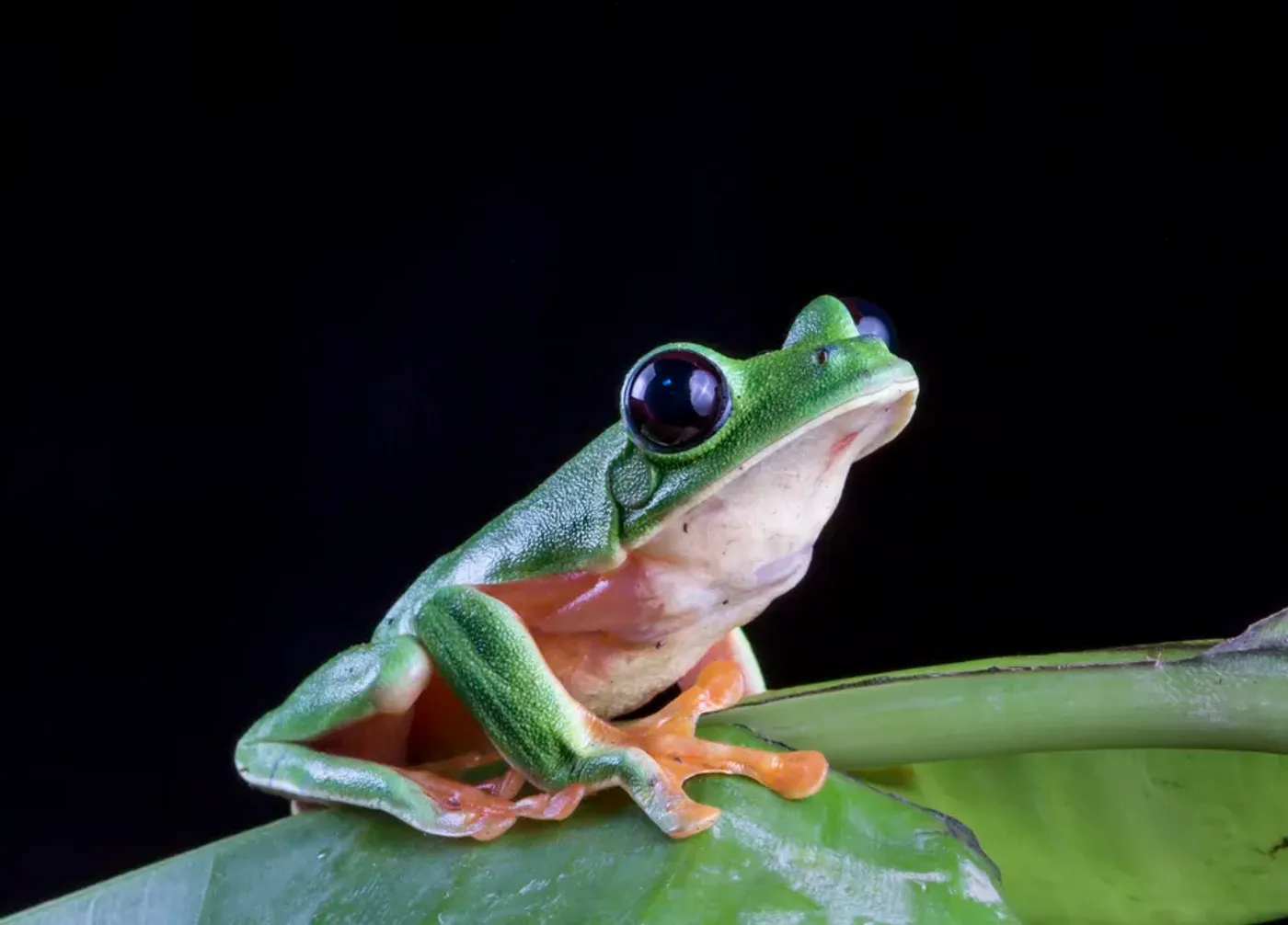 The Black-eyed Leaf Frog in Guatemala went from a "critically endangered" specie of "least concern" this year. Photo: Vox