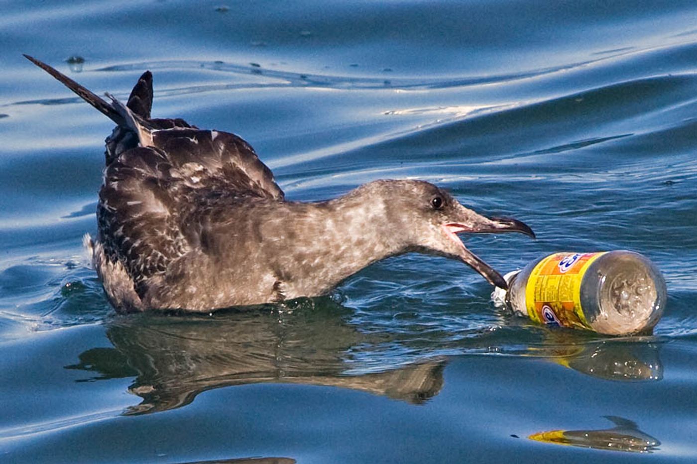Seabirds are vulnerable to eating dangerous plastics floating in our ocean or washing up on beaches.