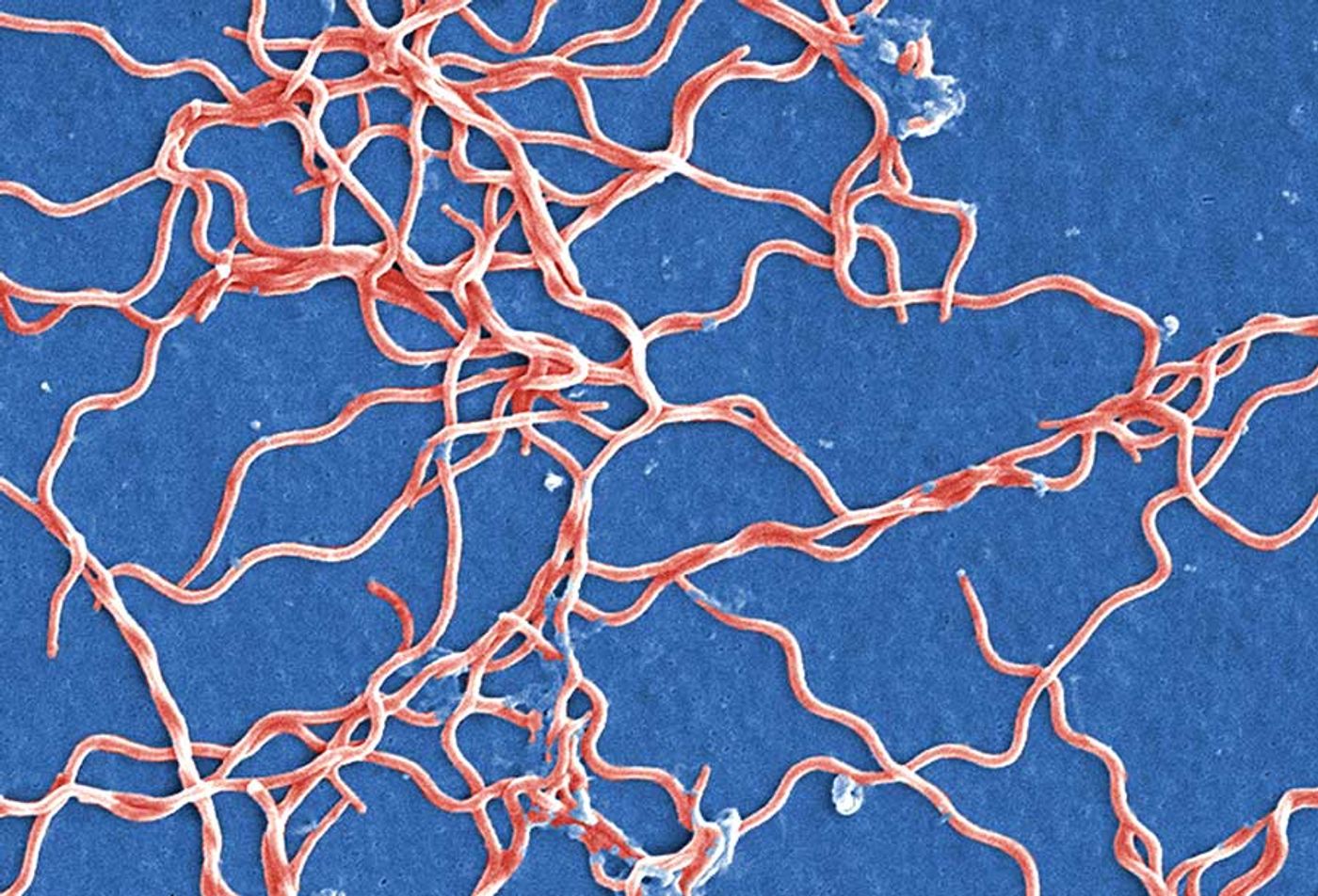 Borrelia are spiral-shaped bacteria.