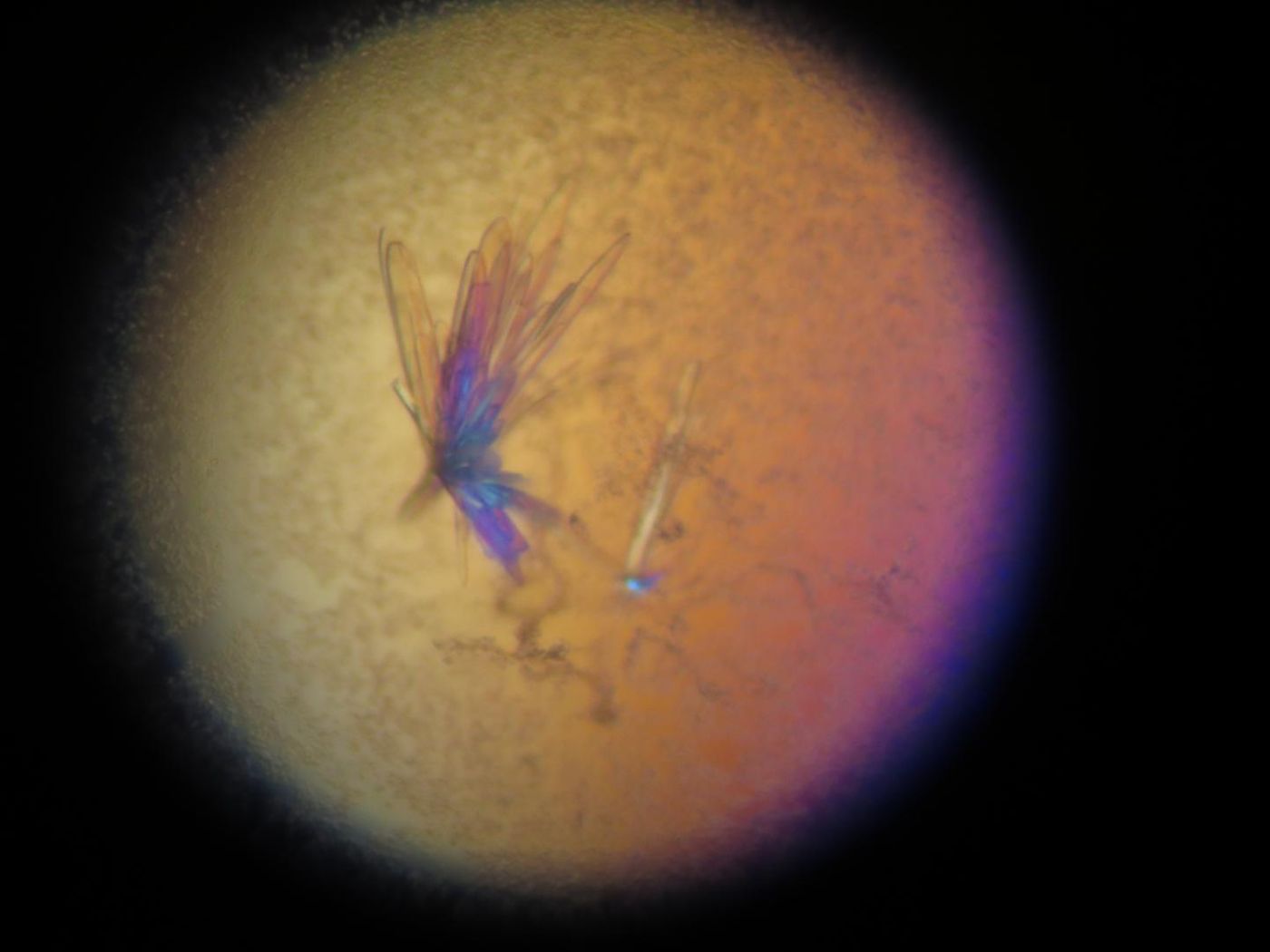 To solve the structure of myasthenia gravis, scientists mixed proteins from the nAChR a1 and myasthenia gravis auto-antibody, to create crystals of the nicotinic acetylcholine receptors, a neuromuscular receptor responsible for movement, as it is disrupted by the autoimmune disease, myasthenia gravis. The crystals were shot with an X-ray (synchrotron, Advanced Photon Source in Chicago) to solve the structure. / Credit: USC Chen lab and Advanced Photon Source in Chicago