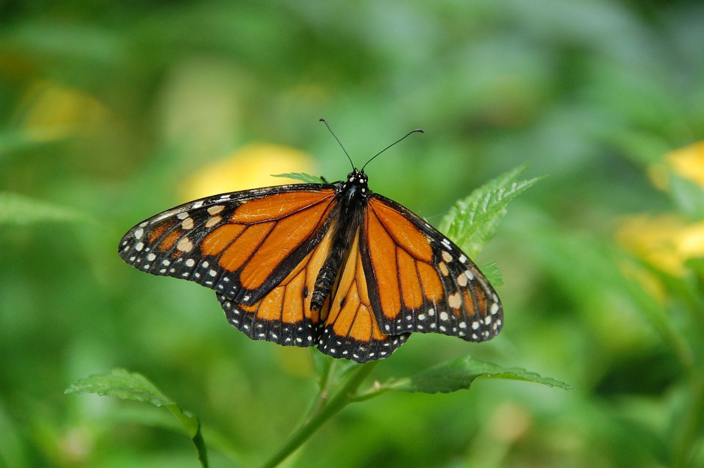Monarch butterflies are in some trouble, and the time to act is now.