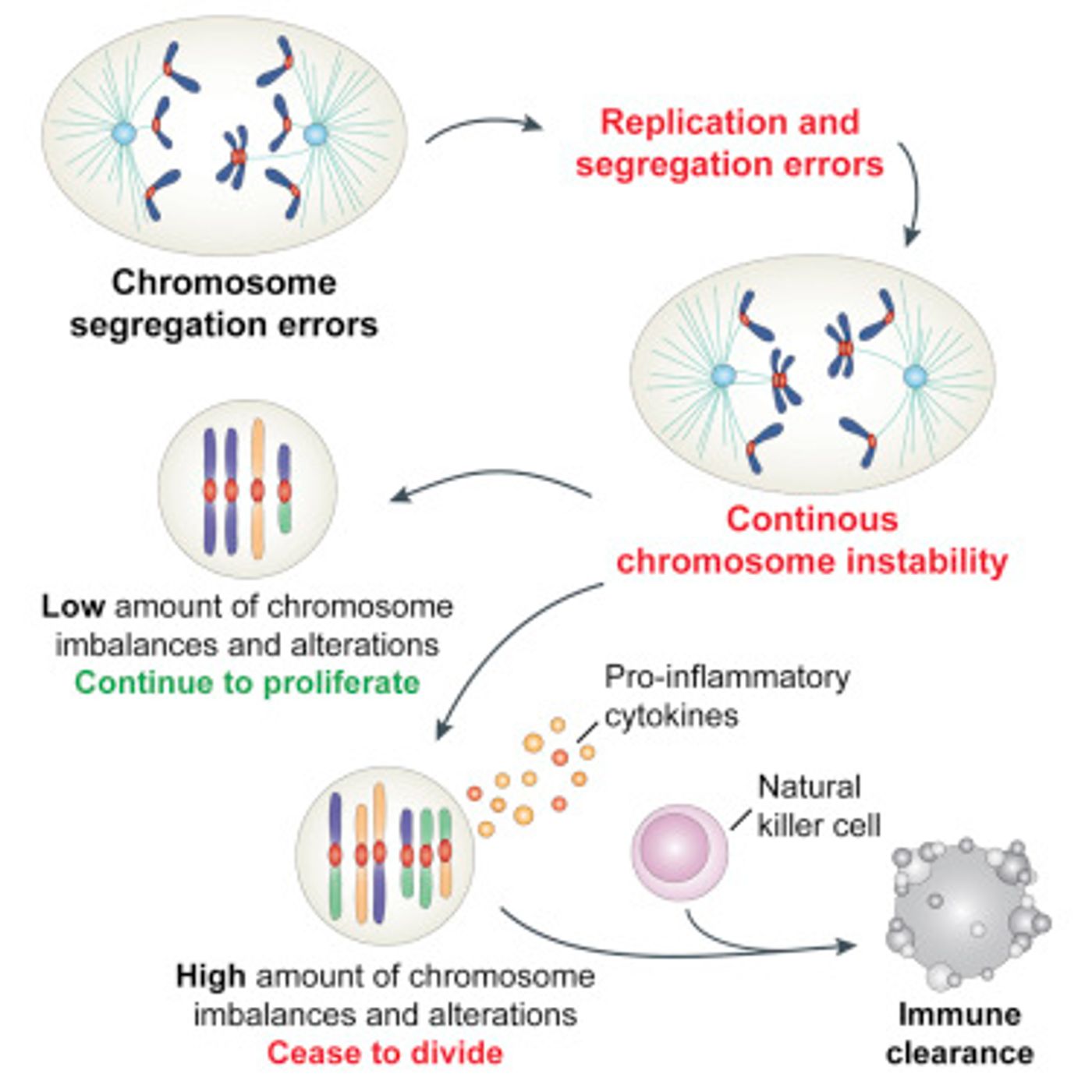 Graphical Abstract, Santaguida et al Dev Cell Volume 41, Issue 6, p638-651.e5, 19 June 2017