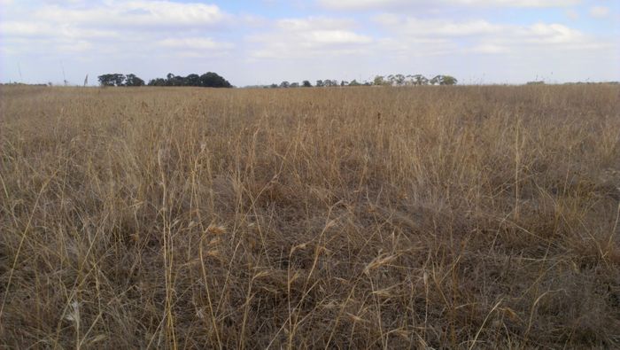 A dry grassland. Photo: Meteorological Ecological Issues