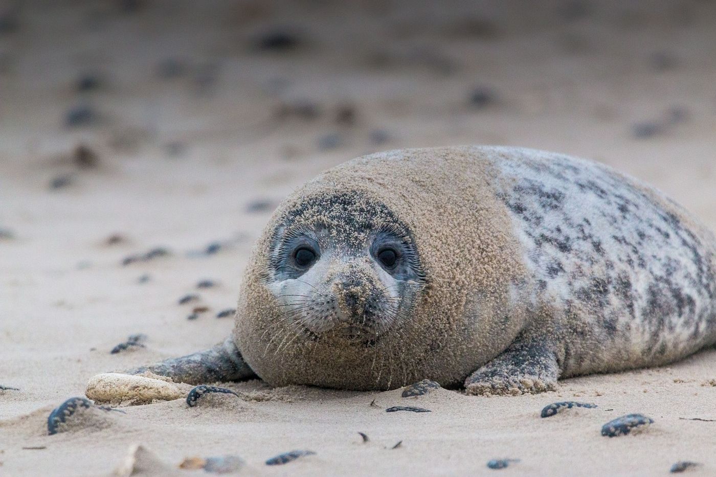 The gray seal was once thought to be on th ebrink of extinction, but newer and more accurate surveys show their numbers are recovering.