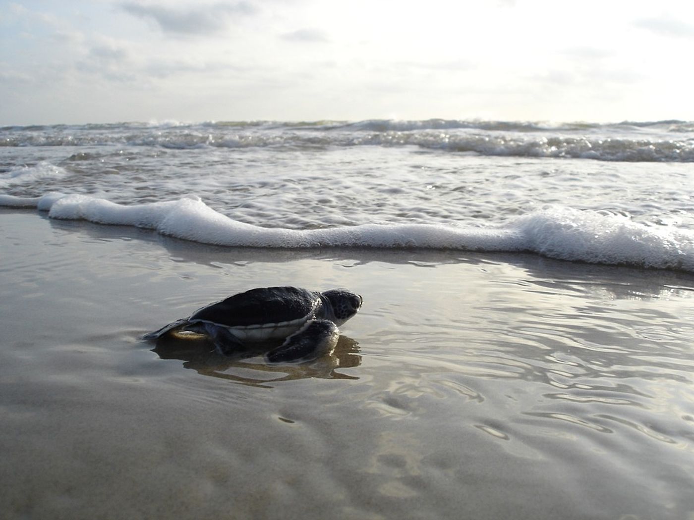 Green sea turtles take to the sand when they're ready to nest.