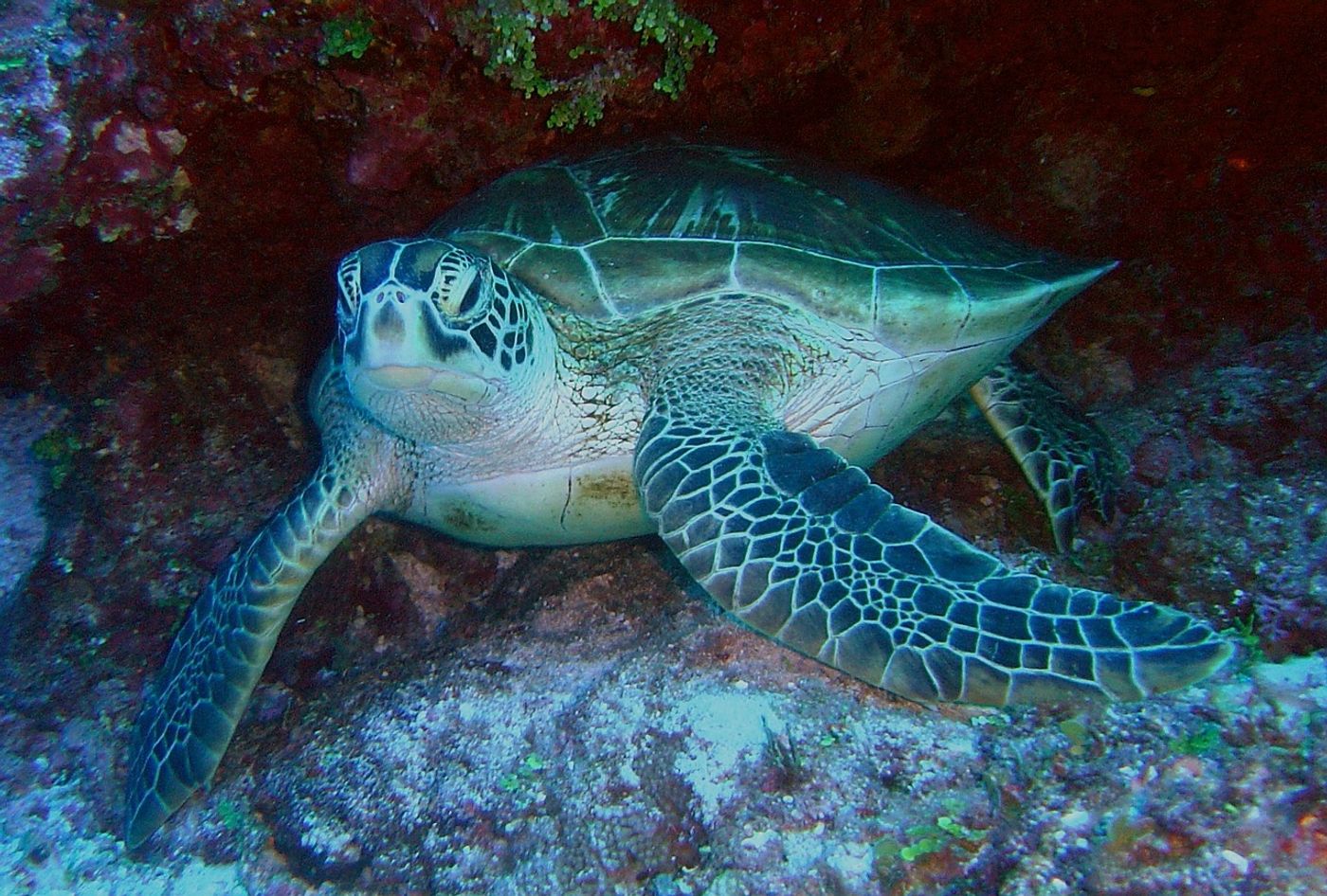 The IUCN recognizes the green sea turtle as an endangered species; unfortunately, too many females are being born.