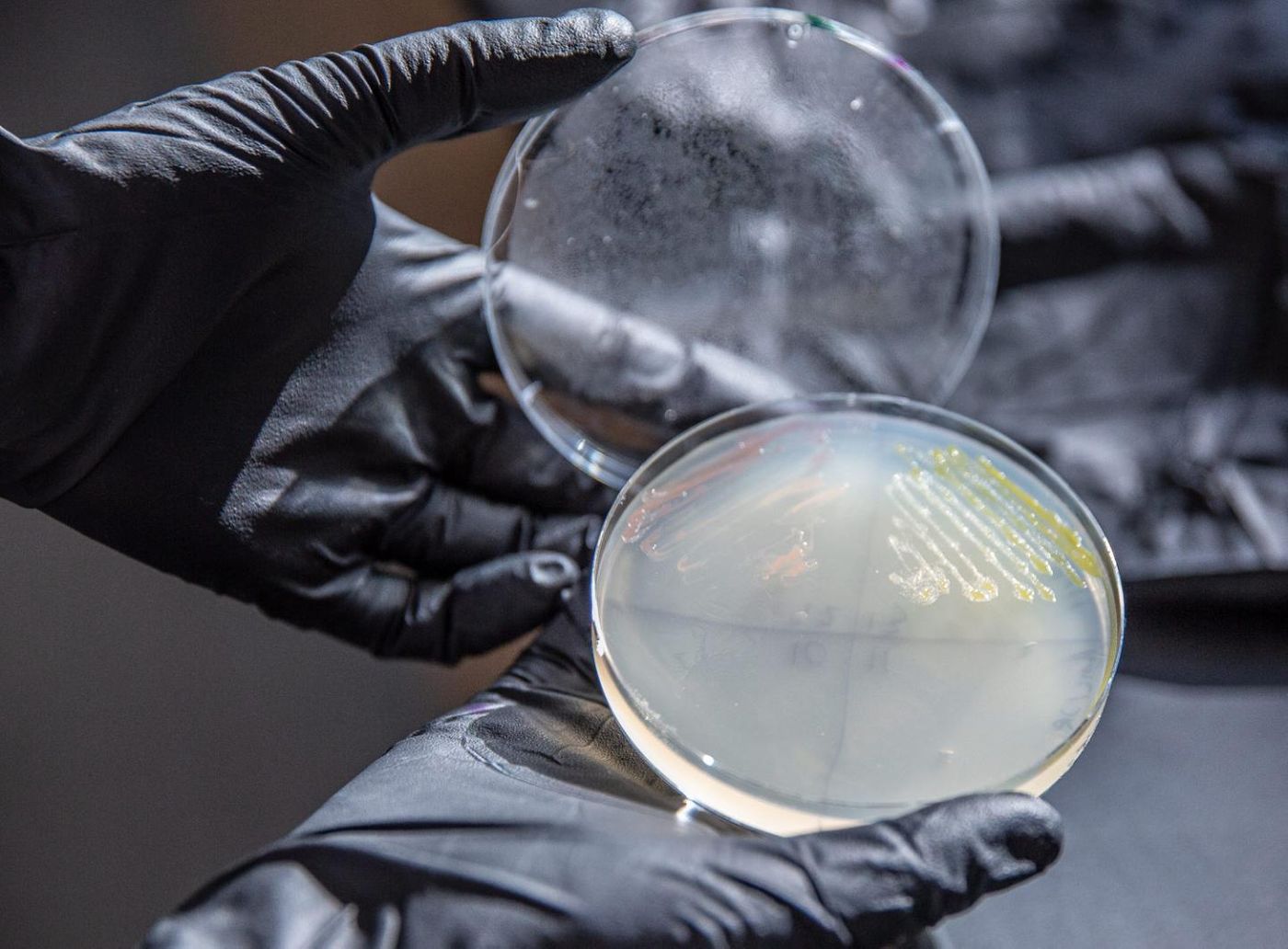 Dr. Alex Linz examines a plate streaked with N. aromaticivorans (in yellow), a soil bacterium that could turn a renewable source - lignin from plant cells - into a replacement for petroleum-based plastics. / Credit: Chelsea Mamott, GLBRC