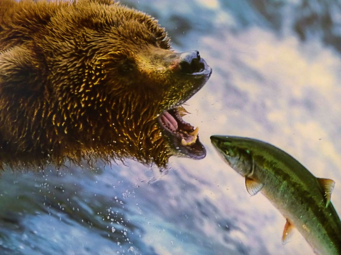 Grizzly Bears Exploit 'Easy' Salmon Sources