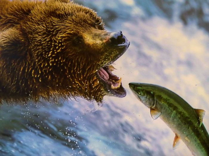 Grizzly bears love salmon, but they don't always forage rushing currents in search of food.