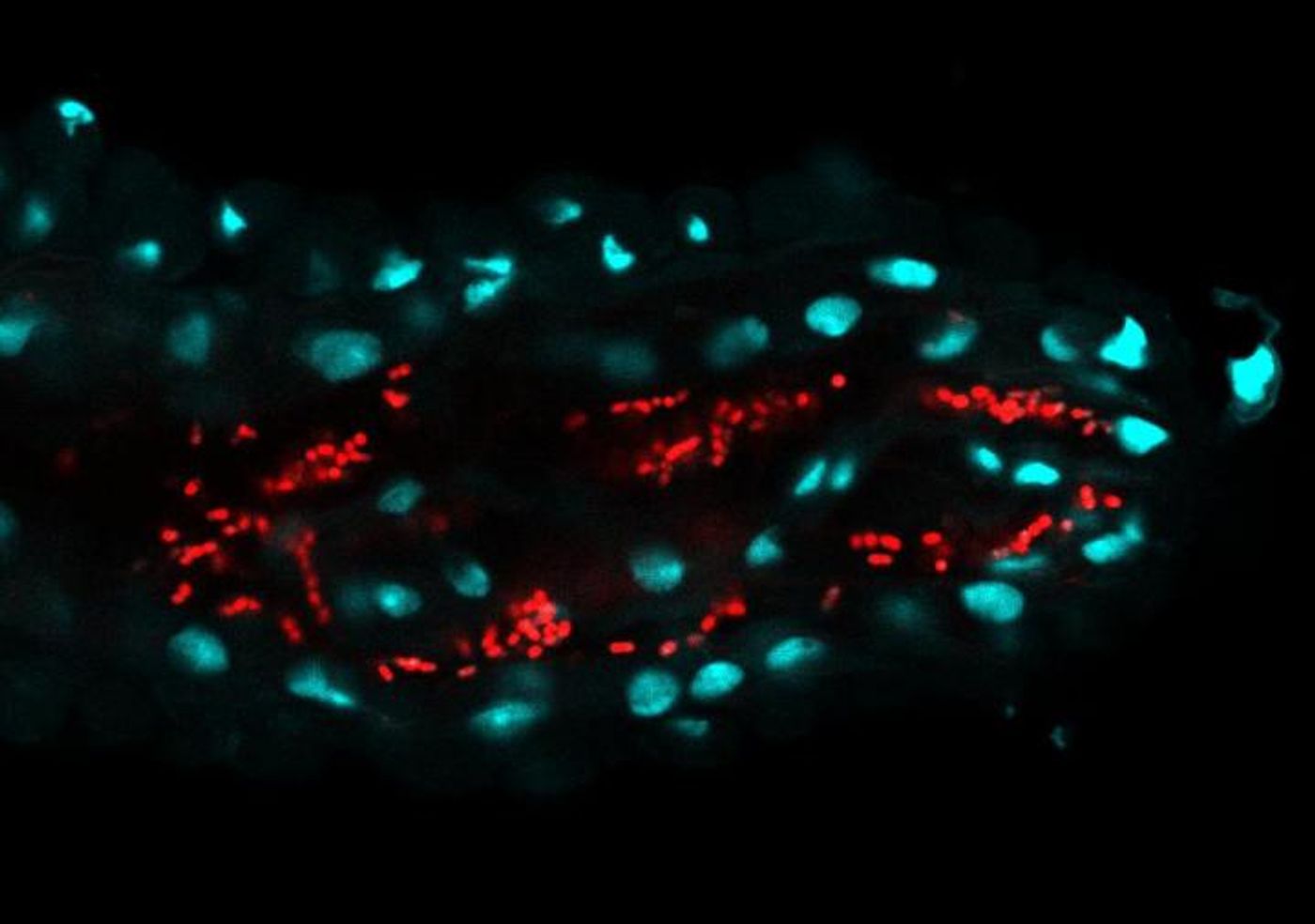 This is a microscopic image of beneficial bacteria associated with fruit flies' anterior gut. The nuclei of fly's cells are stained in blue and bacteria are stained in red. / Credit: Inês Pais and Rita Valente