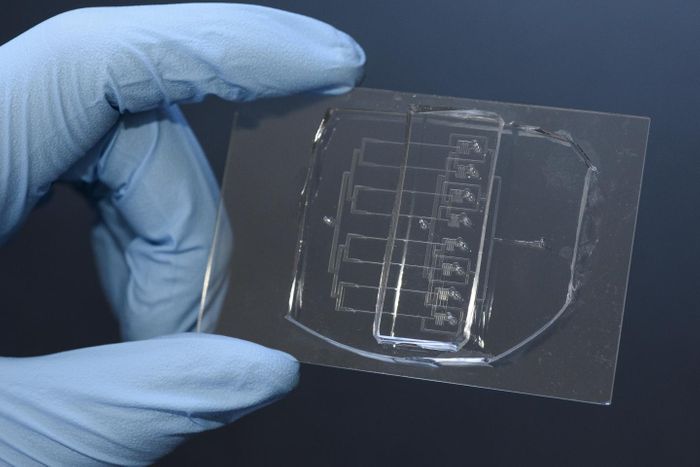 Researchers led by Sindy Tang, assistant professor of mechanical engineering at Stanford, have created a new tool for cutting cells, called a microfluidic guillotine. This eight-channel version of their tool can cut cells over 200 times faster than conventional methods. / Credit: L.A. Cicero/Stanford News Service